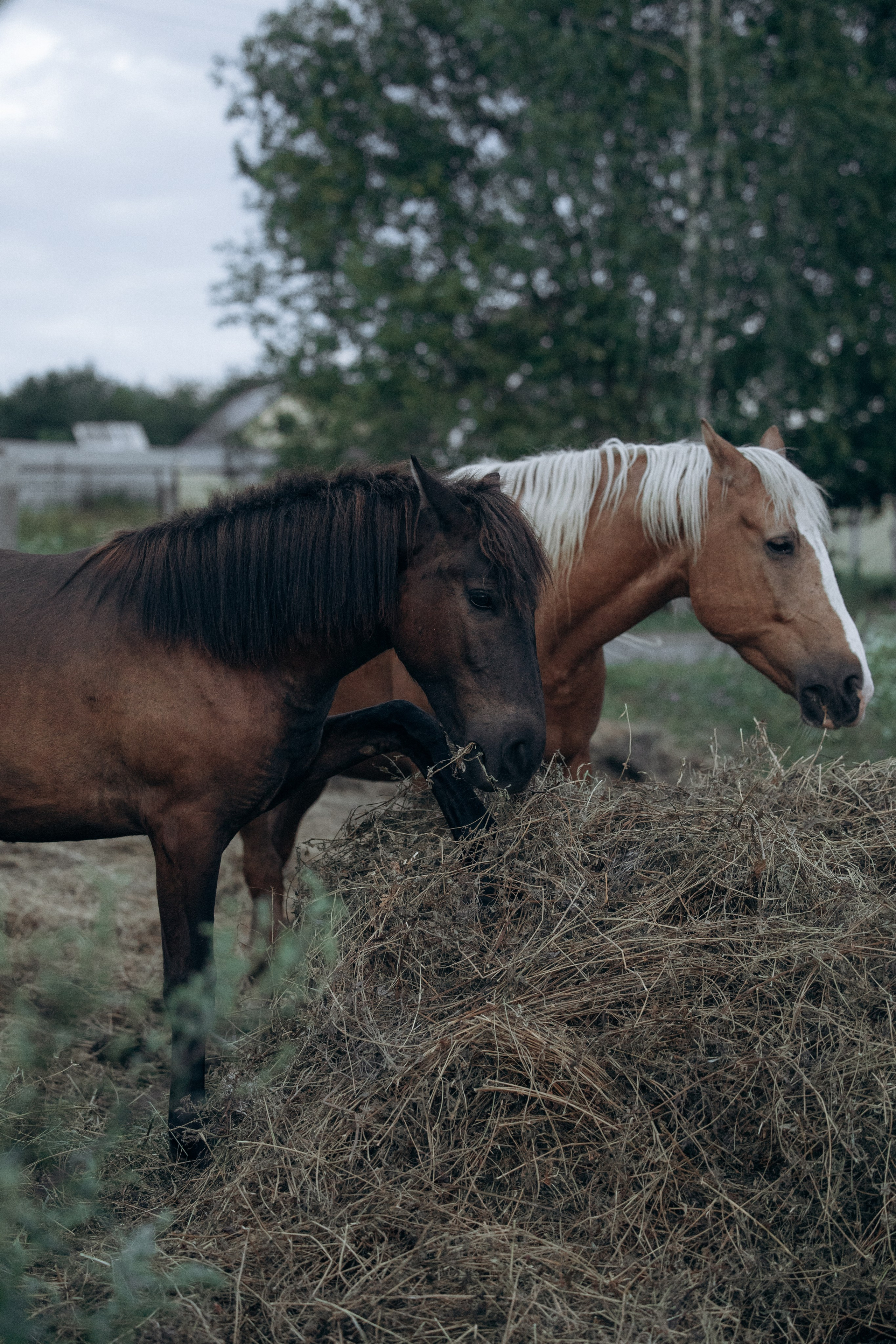 Лошади, не собаки, но нельзя не показать!. Фотограф анималист в Казани Алина Сулейманова. Фотограф животных