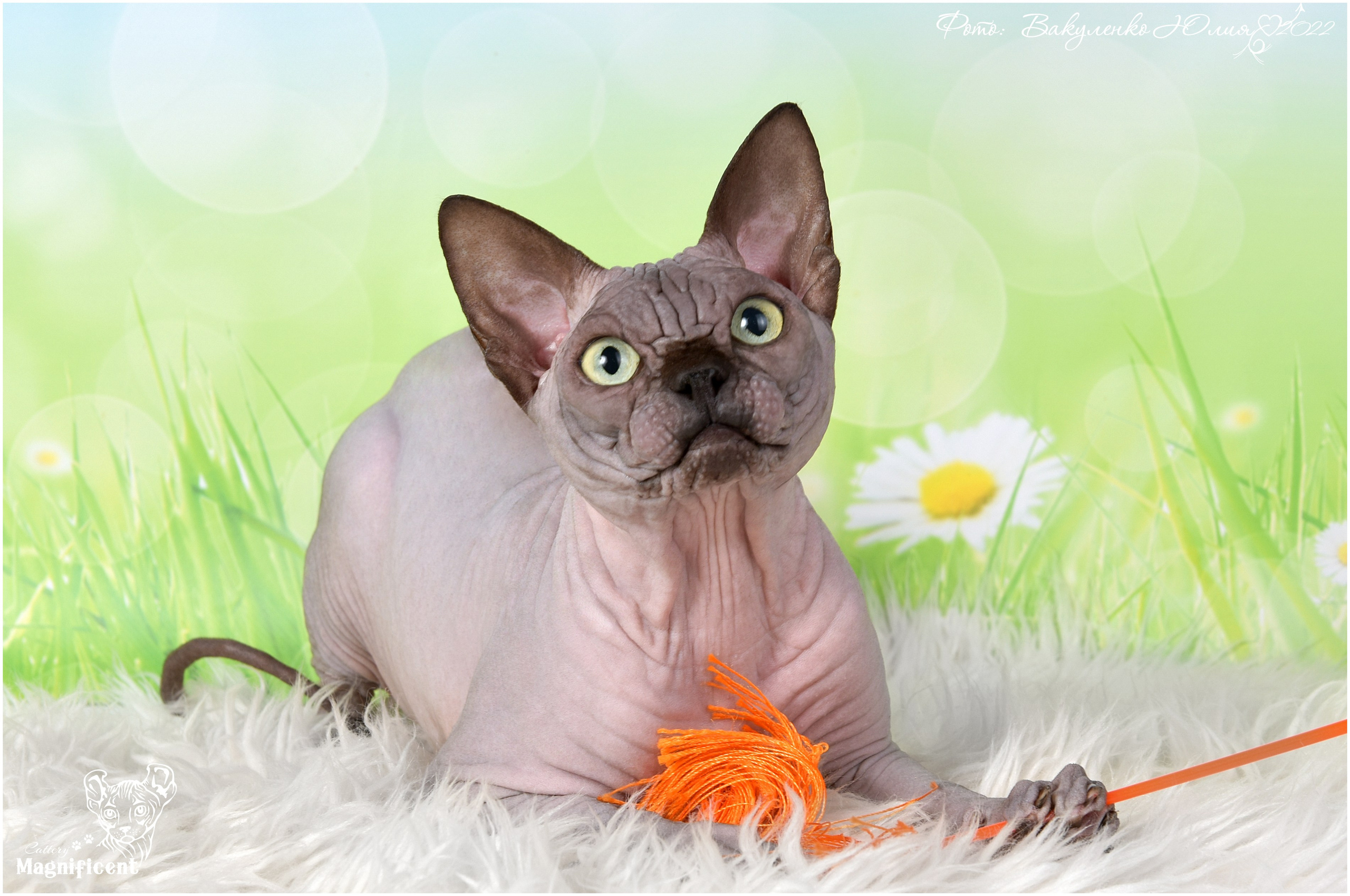 Взрослые. Фотограф анималист | семейный Юлия Вакуленко, г. Краснодар