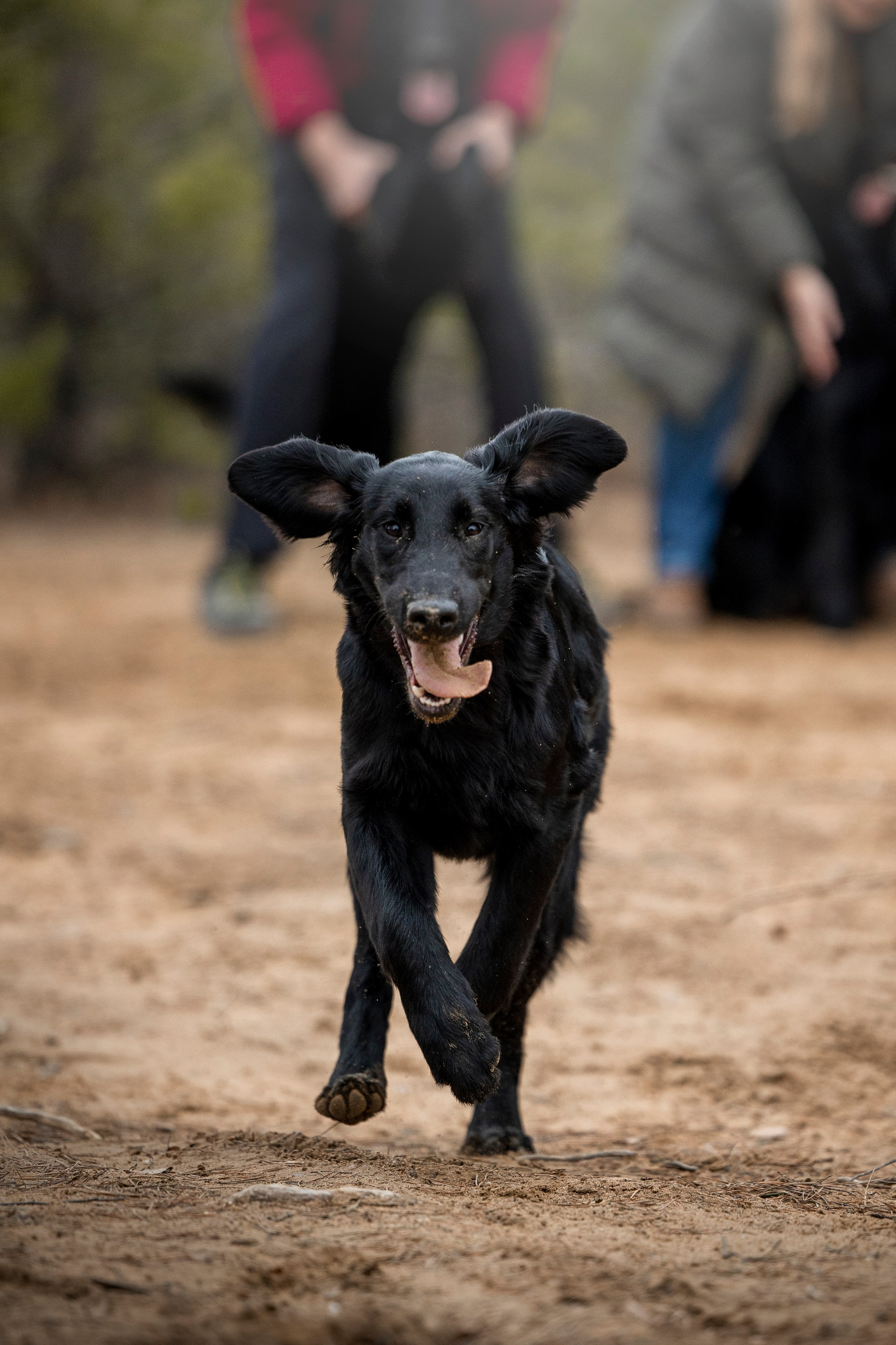 Ора, Ева, Рози и их семья. Фотограф — Анималист | Санкт-Петербург