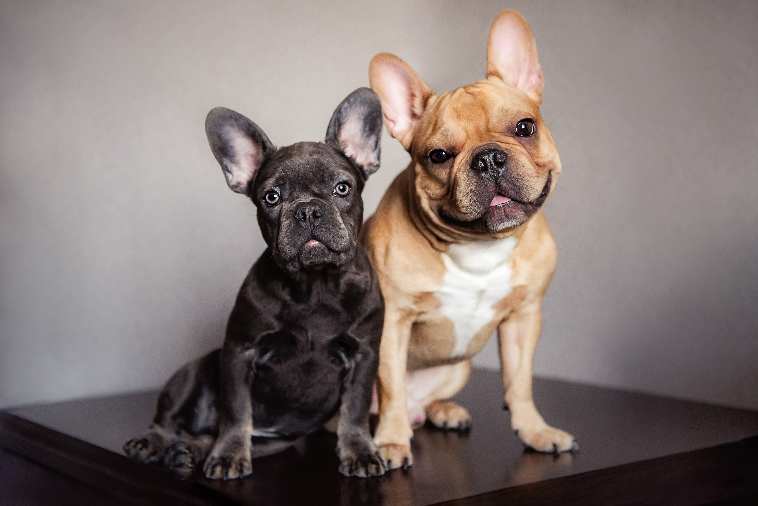 Бульдоги и компания. Семейный Фотограф в Москве Ирина Хохлова