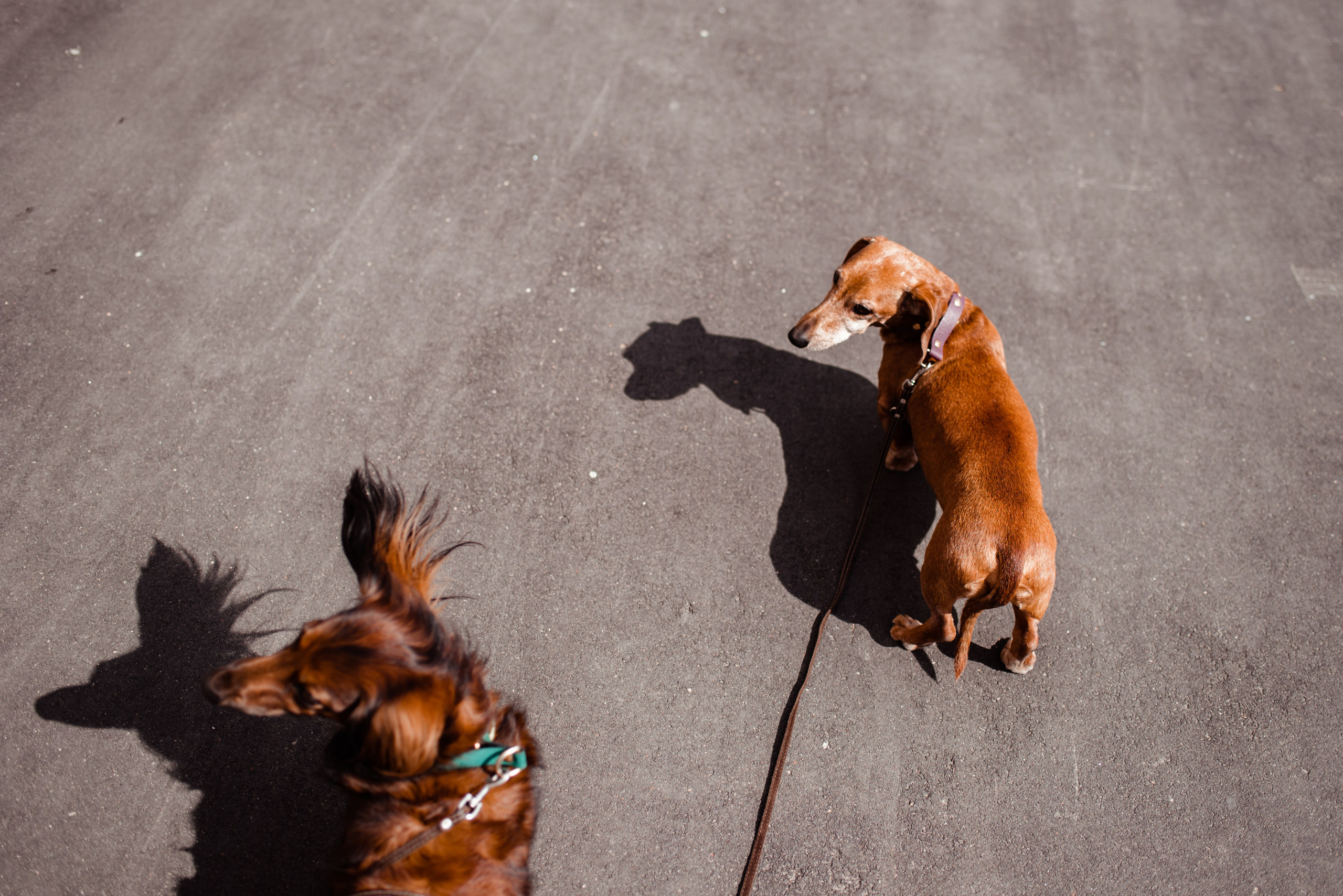 Таксы на Красной площади. Семейный Фотограф в Москве Ирина Хохлова