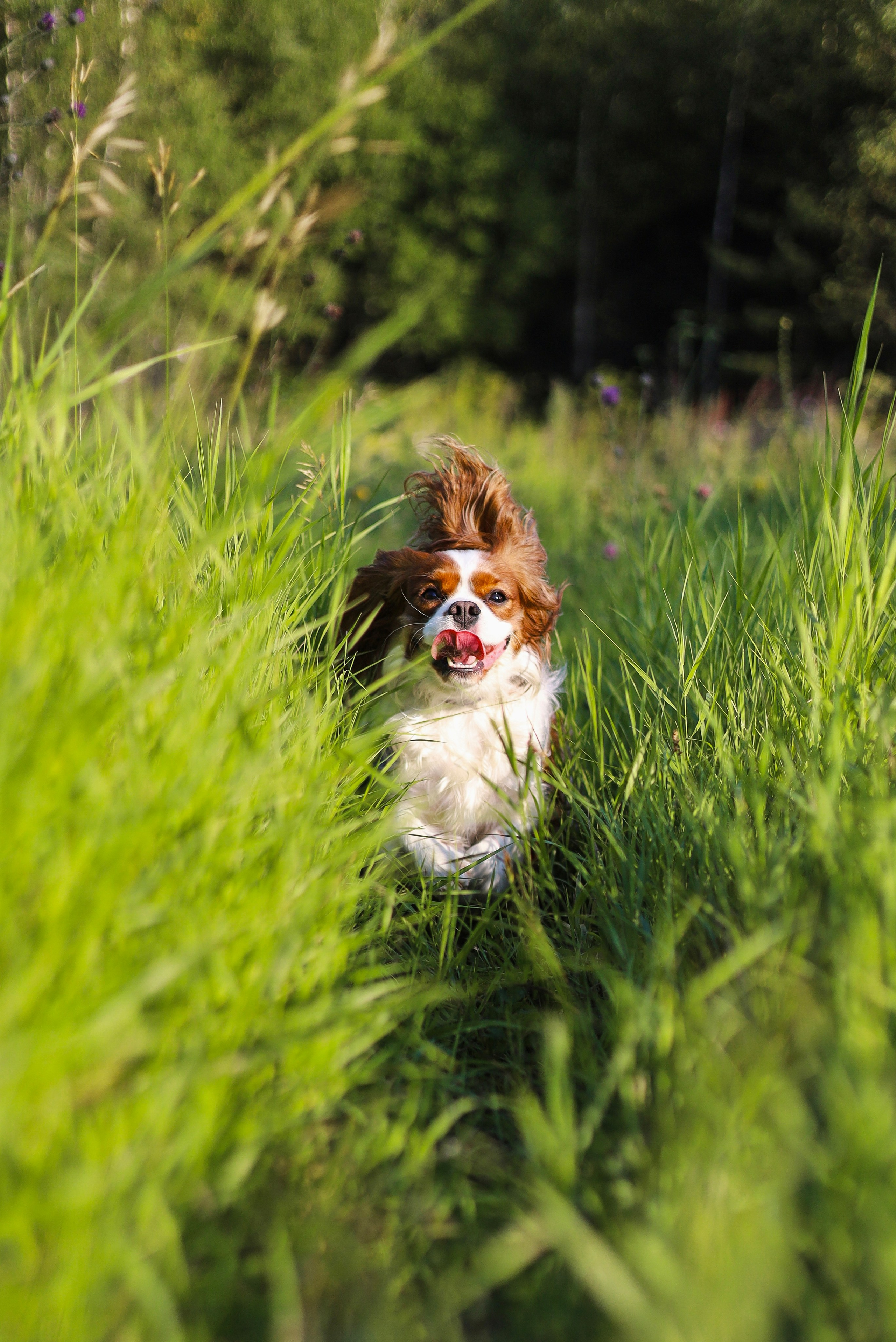 Бонни, Лея и Лера. Фотограф-анималист Ксения Шевцова|Москва