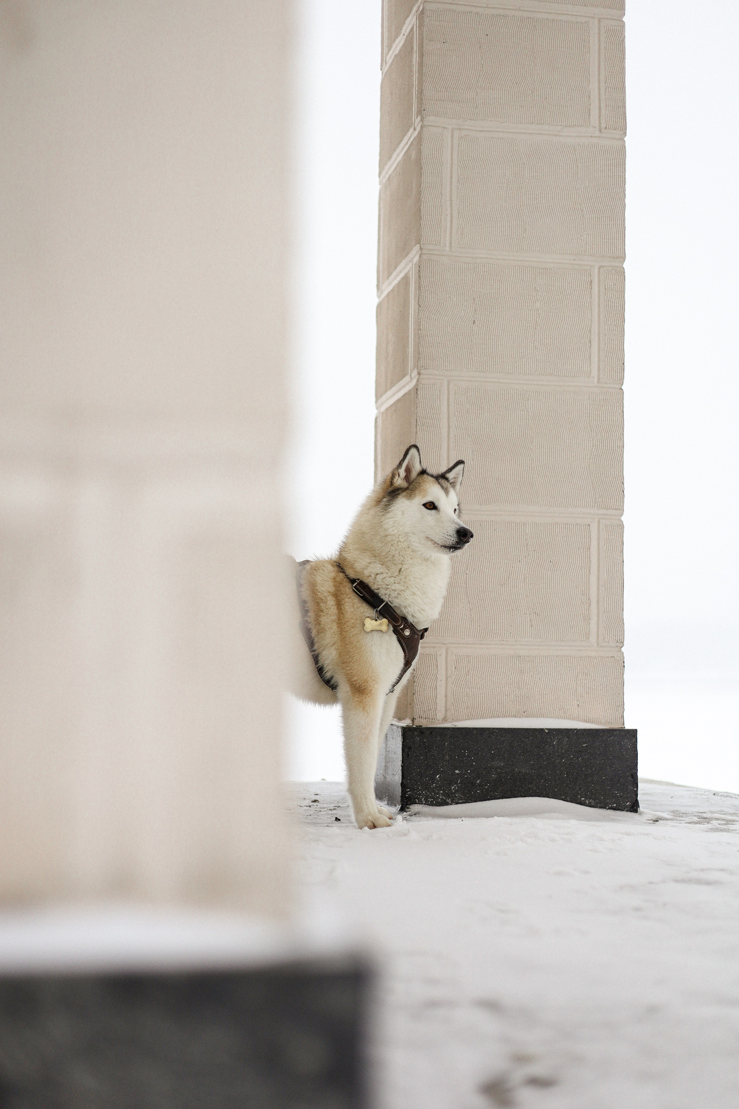 Мила, Лиза и Матвей. Фотограф-анималист Ксения Шевцова|Москва