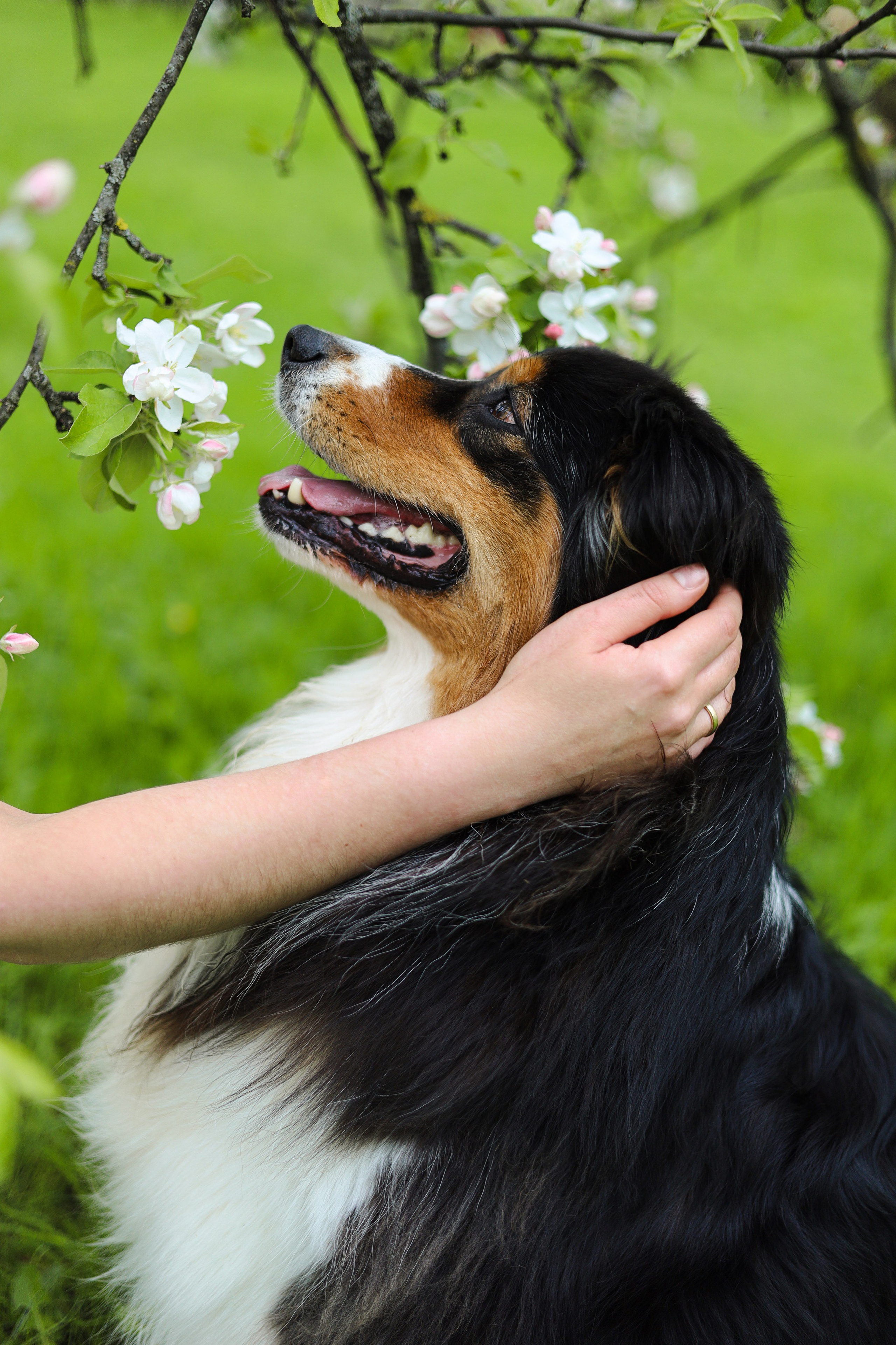 Келли и Света. Фотограф-анималист Ксения Шевцова|Москва