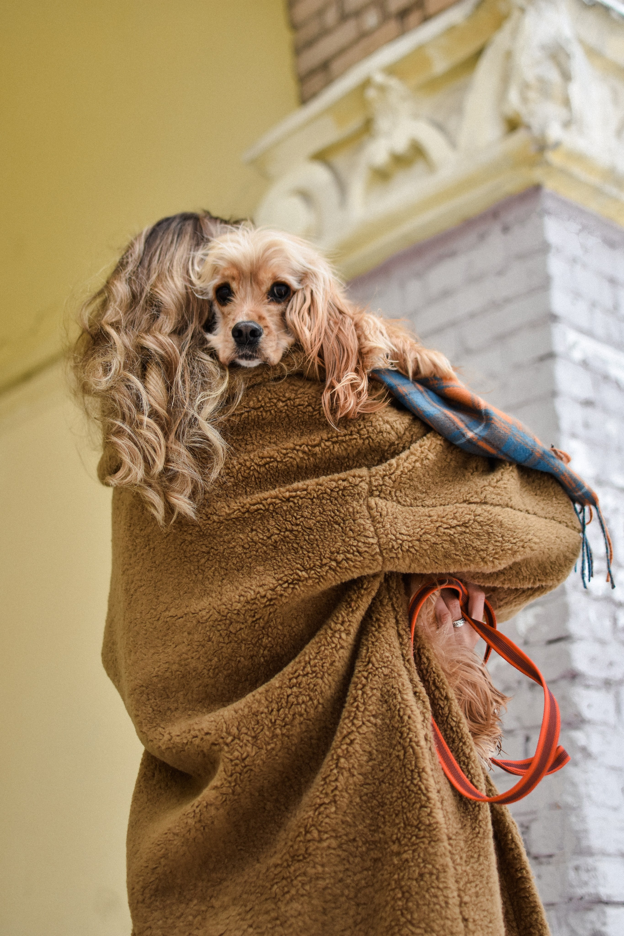 Мира и Даша. Фотограф-анималист Ксения Шевцова|Москва