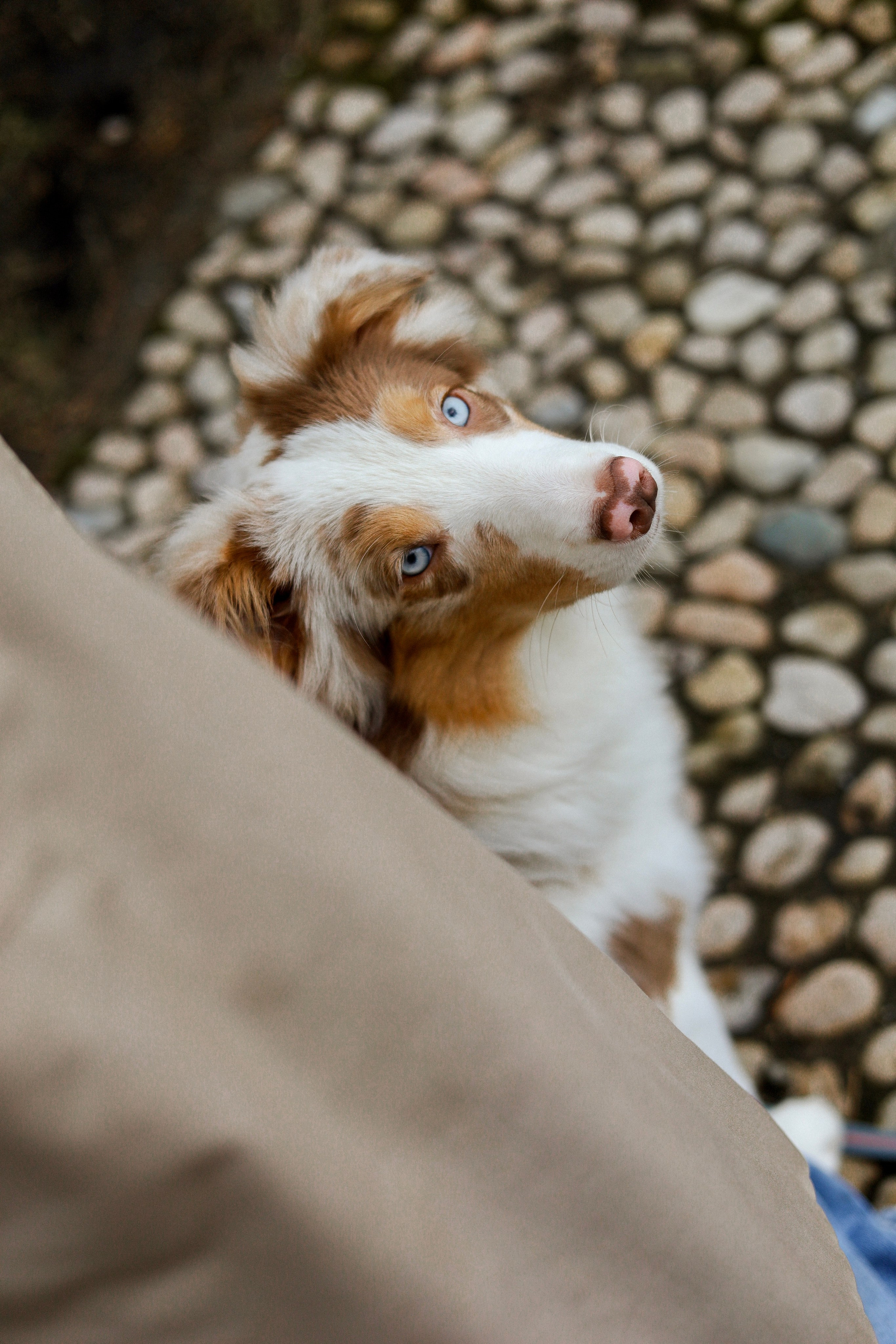 Бри и Яна. Фотограф-анималист Ксения Шевцова|Москва