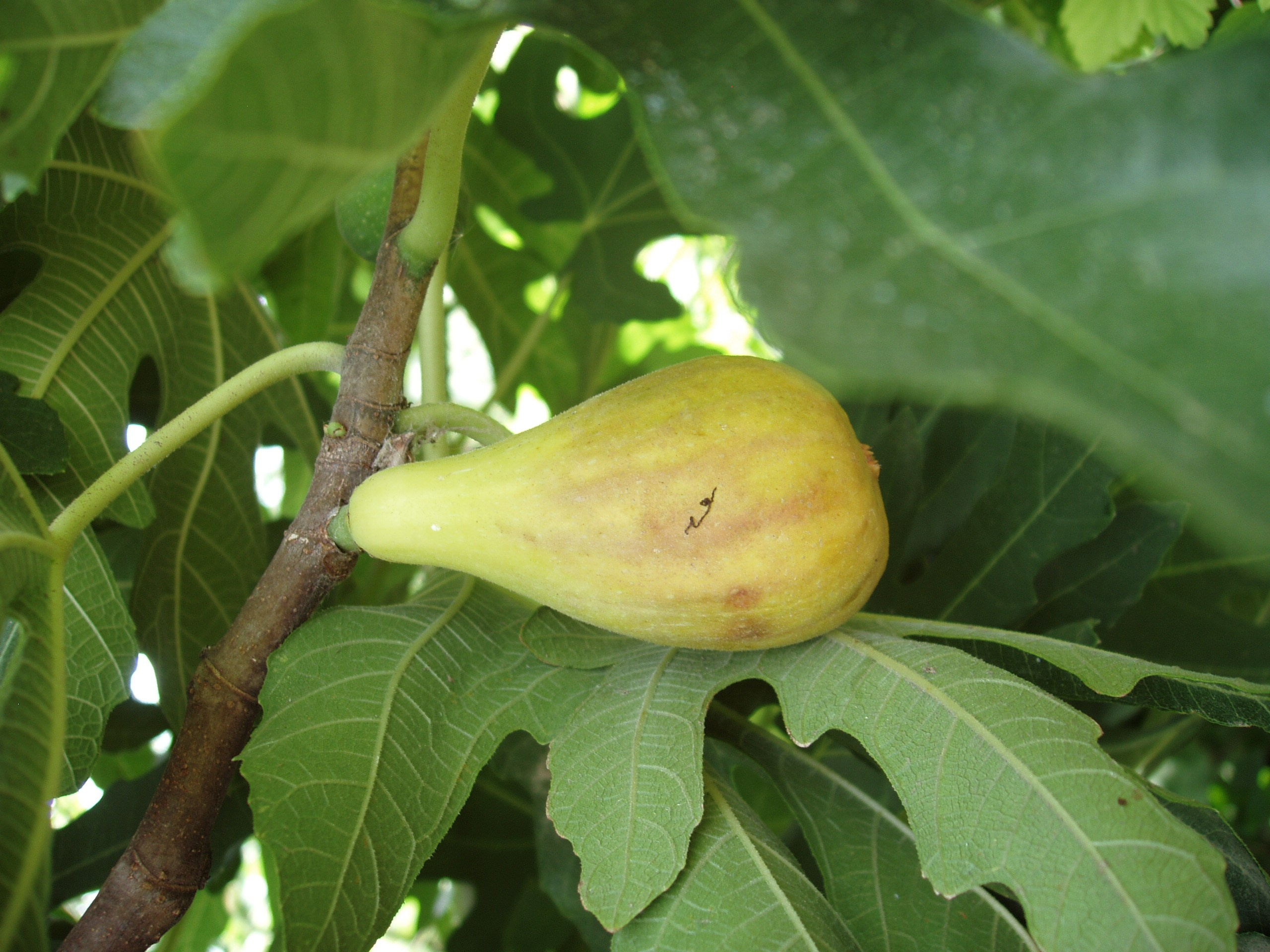 Отпуск 20.07-17.08. Семейный, Свадебный фотограф СПБ Питер— Романова Екатерина