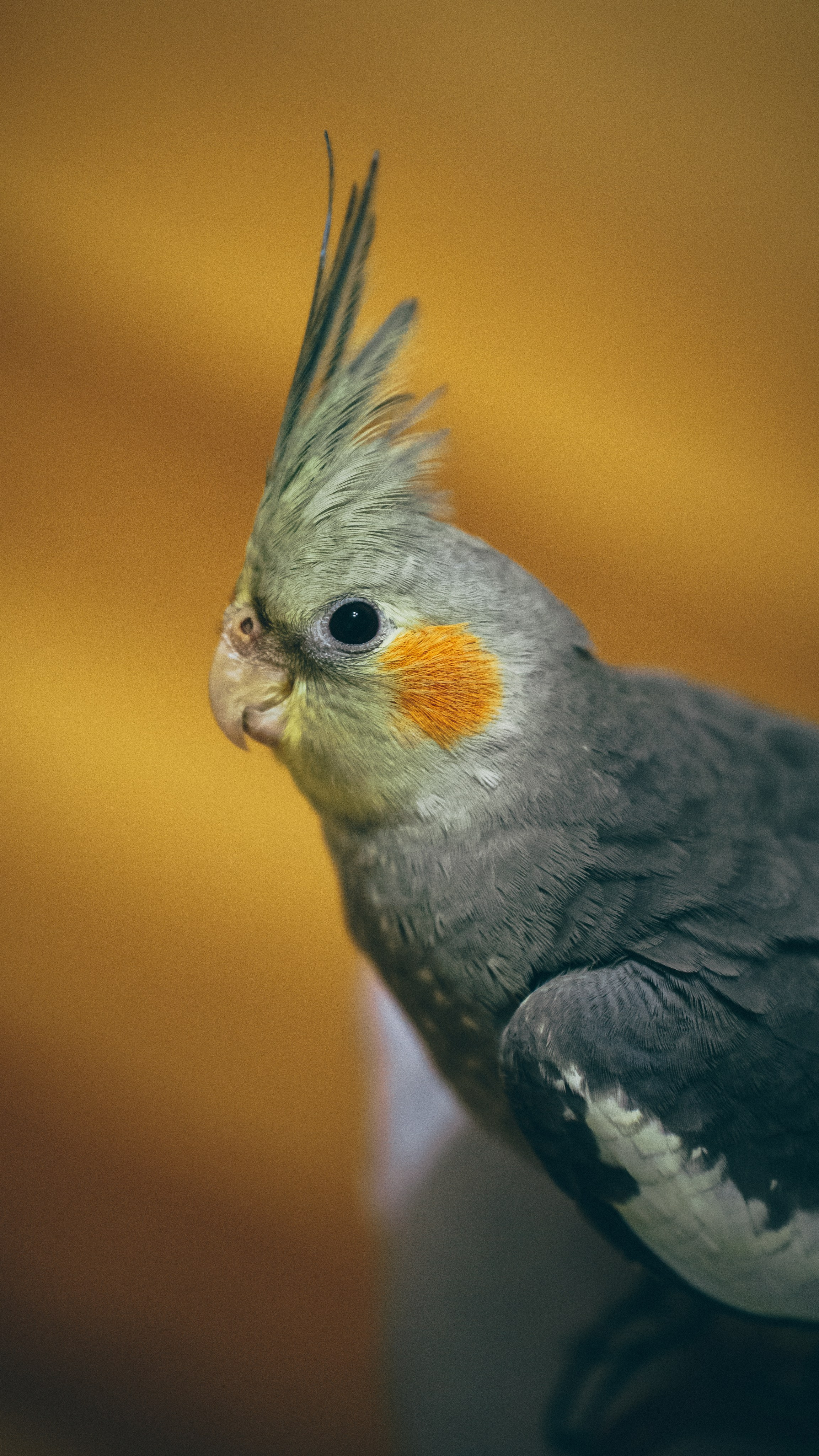 Животные. Репортажный фотограф в Краснодаре Рындин Дмитрий