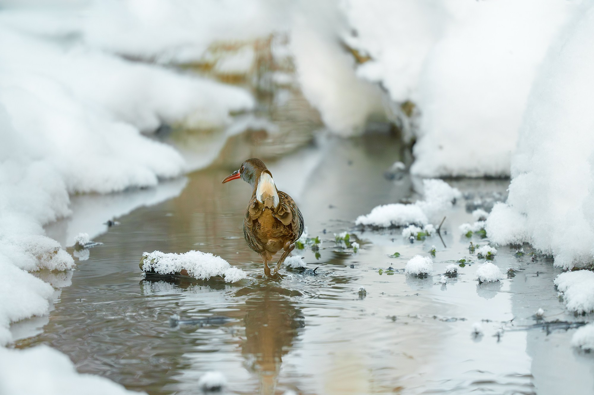 Удивительные мир птиц. Вокруг нас столько прекрасного — присмотритесь!. Ваш личный фотограф Марина Волкова