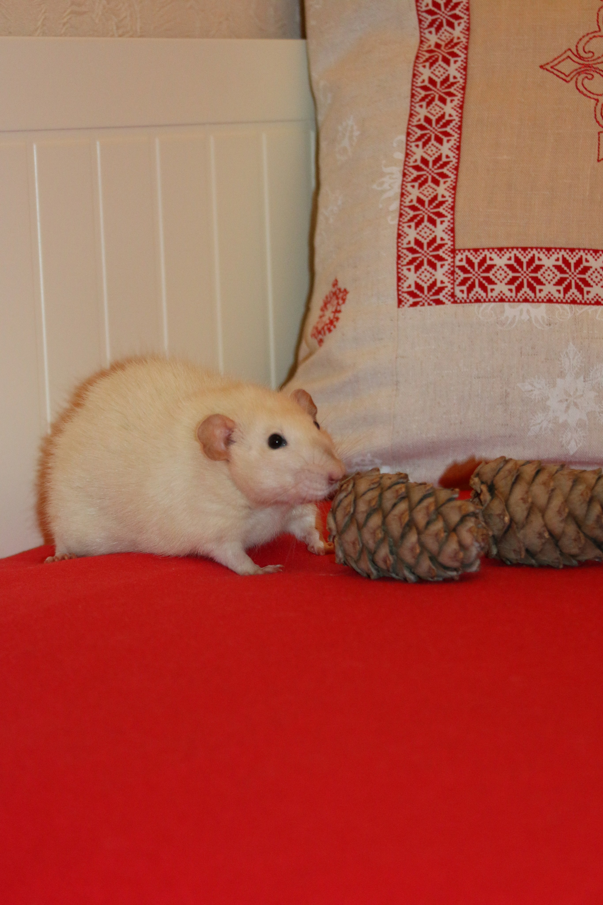 Съемка с питомцем