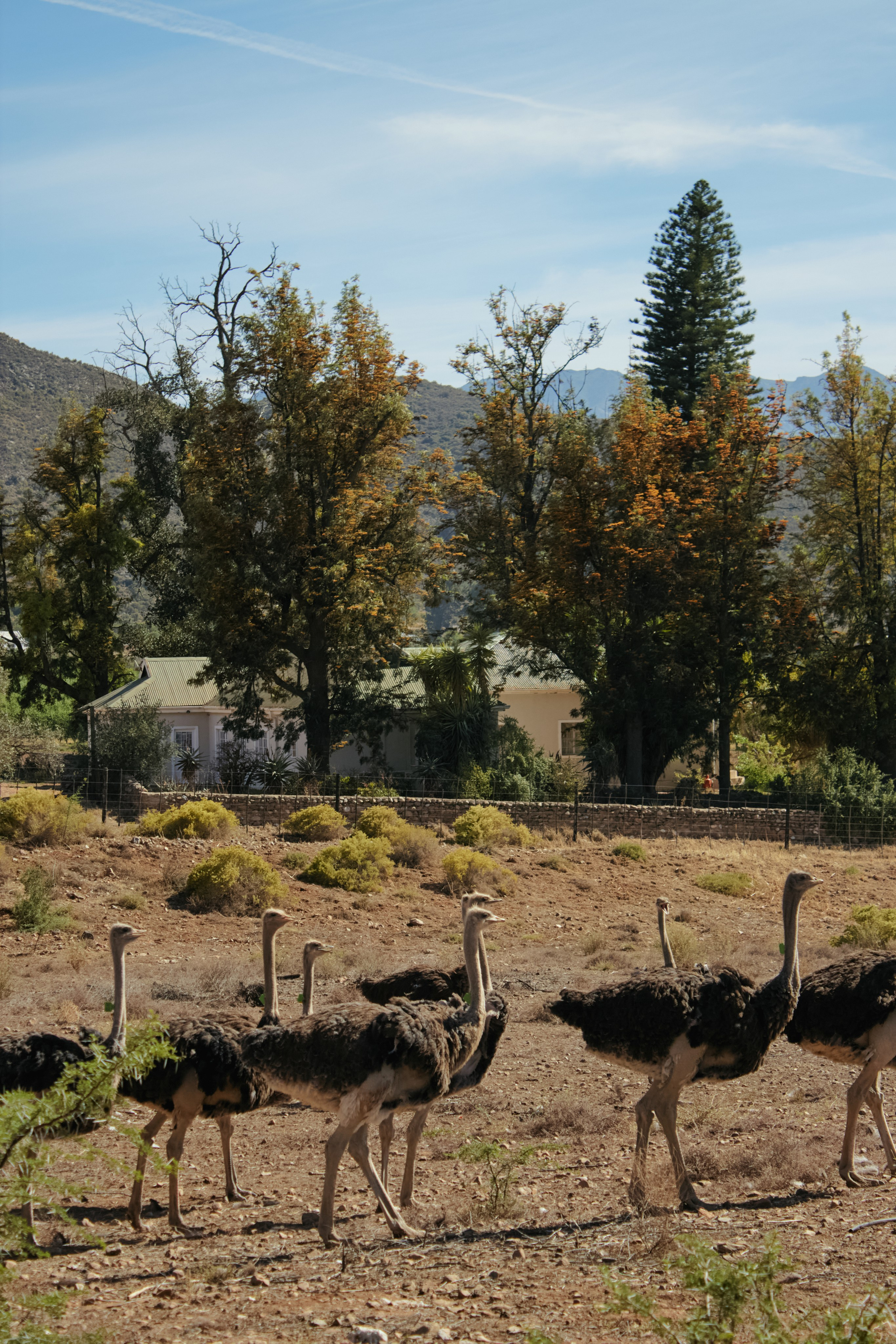 ЮАР. Профессиональный Фотограф во Владимире, в Москве и в Суздале — Полина Романычева