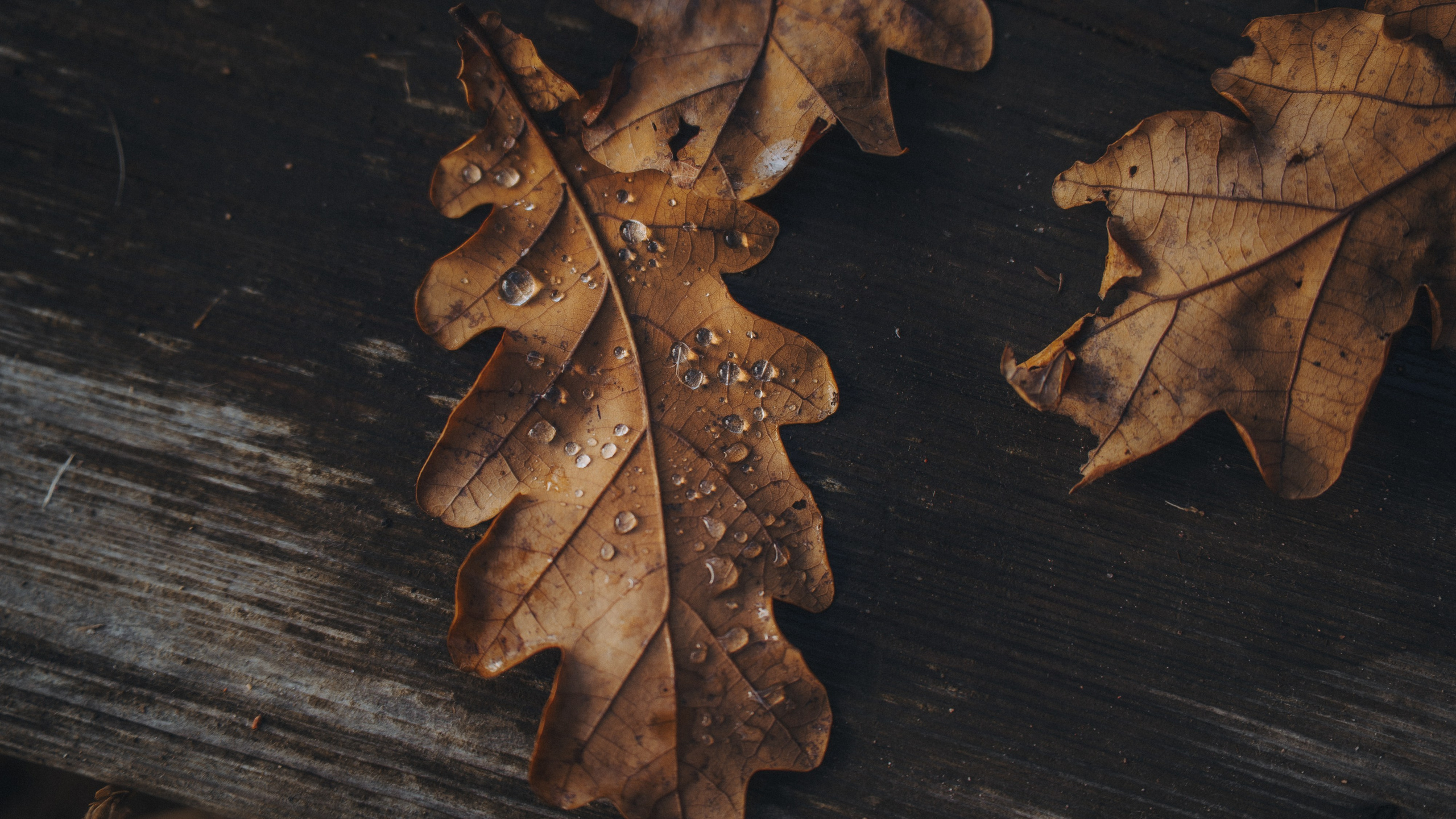 Анастасия и Айза. Фотограф анималист в Москве и Санкт-Петербурге Свиридова Анна