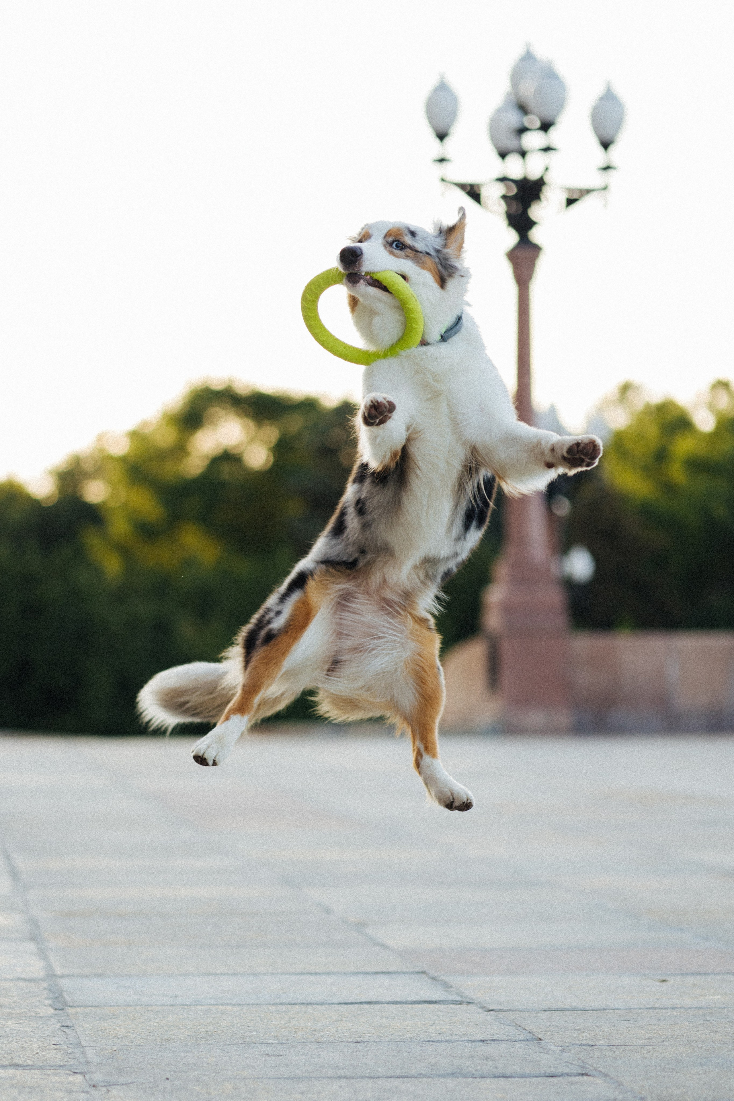 Настя, Влад и Лэйк. Фотораф — анималист Мария Шистка