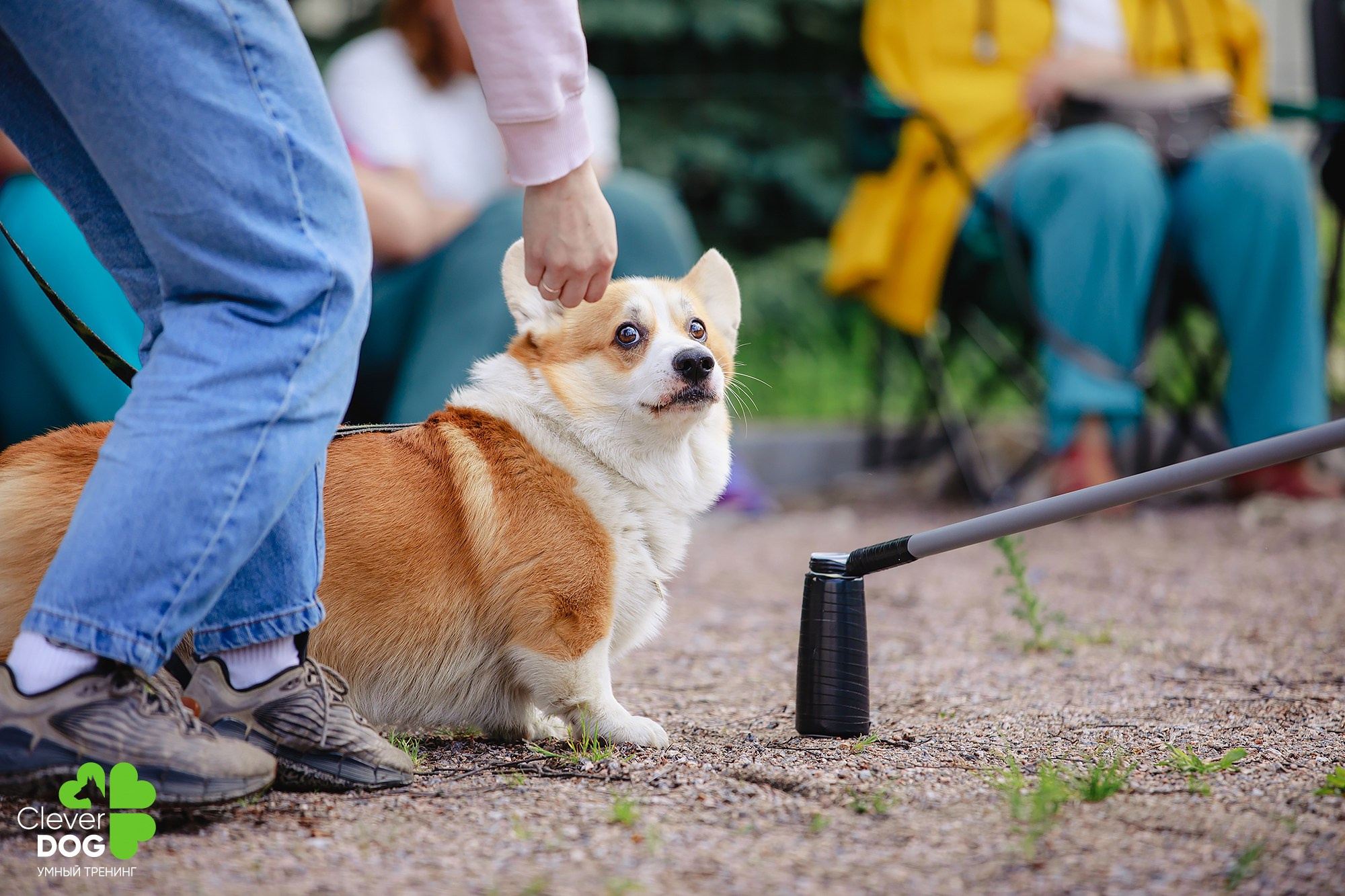 Семинар по поиску запаха с Иваном Ломовым, организатор CleverDog, СПб. Фотограф-анималист Mary Mart — Москва, Питер