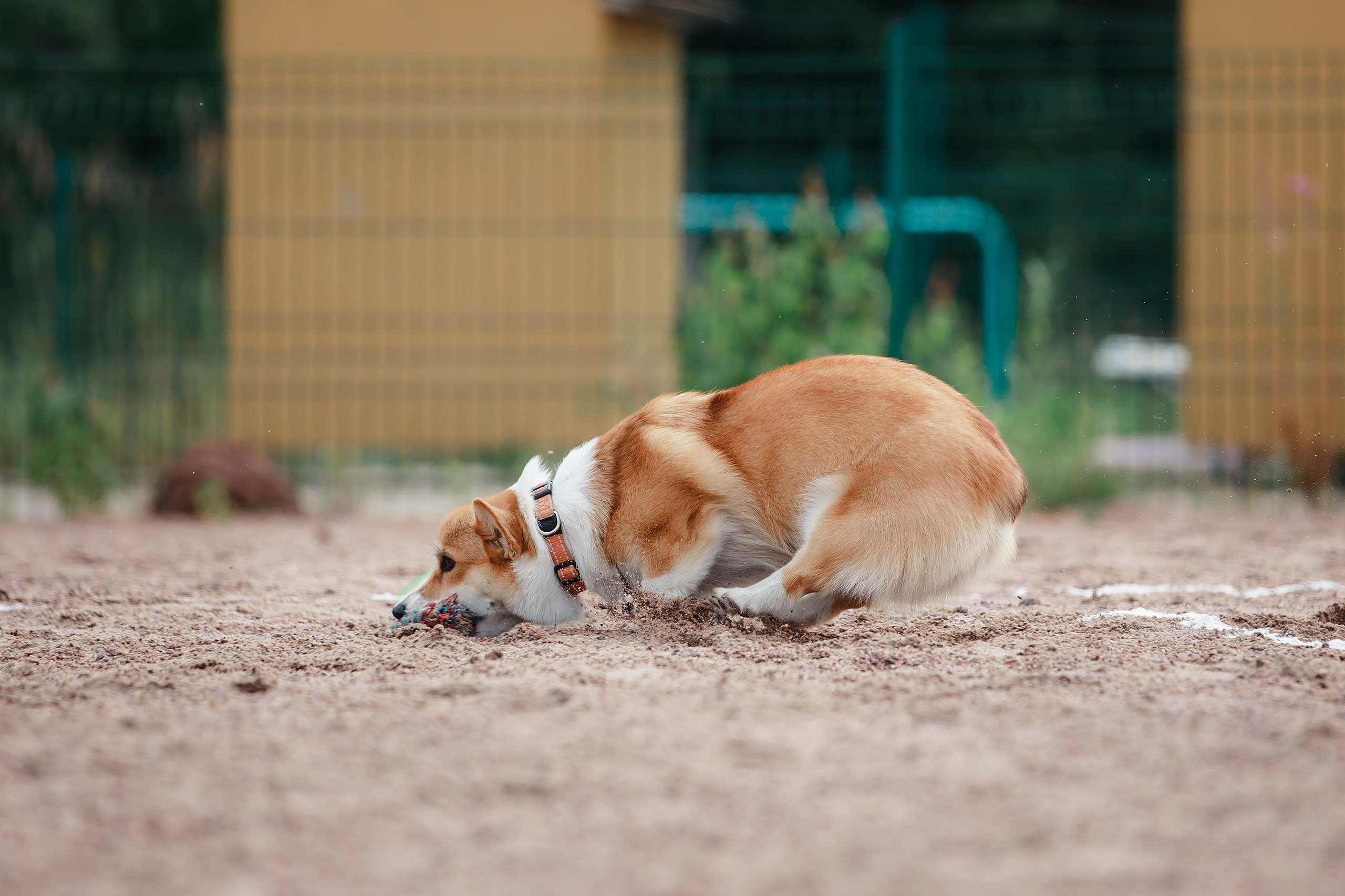 Питч&Гоу + веселые старты. Фотограф-анималист Mary Mart — Москва, Питер
