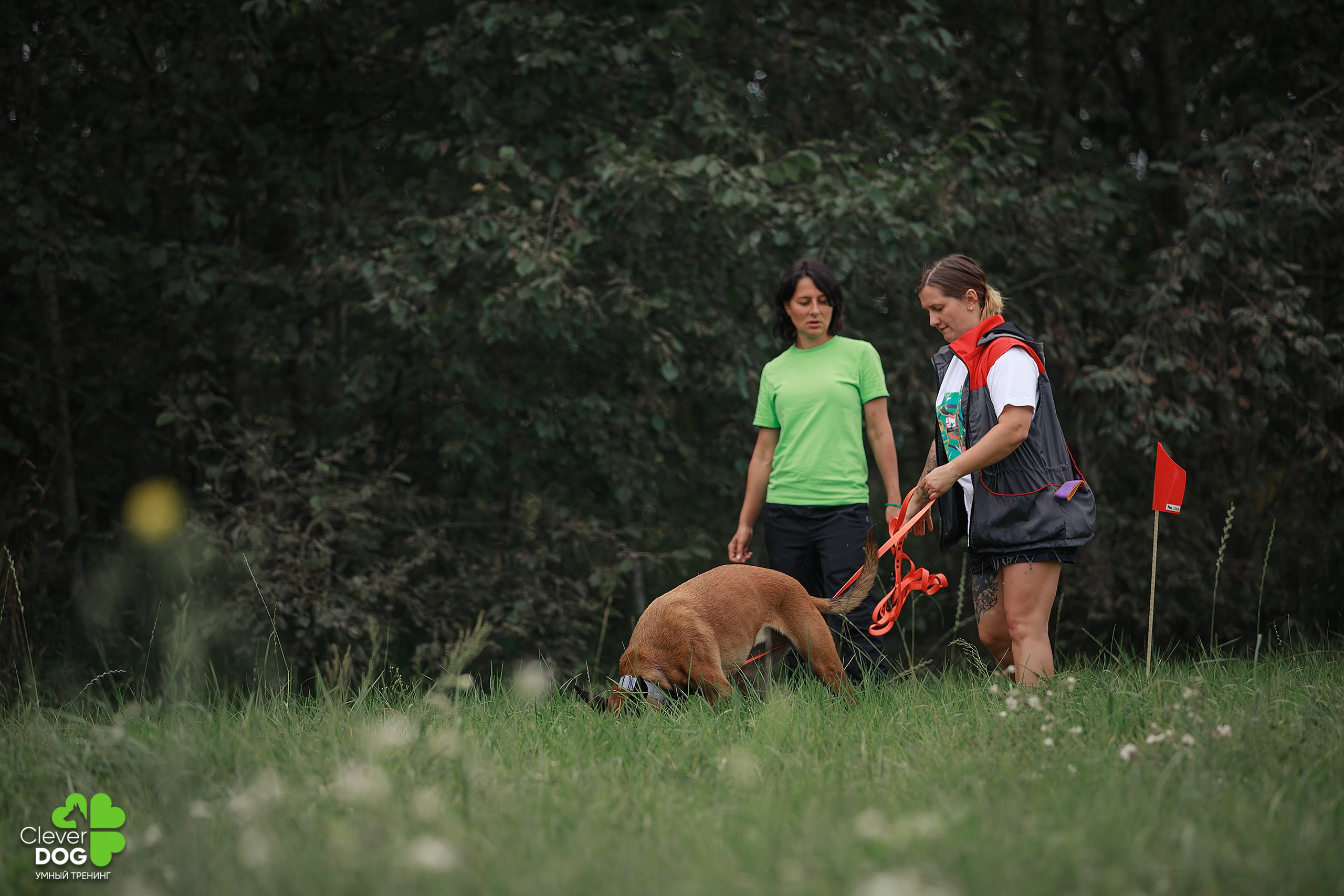 Кинологический лагерь CleverDog, 2024. Фотограф-анималист Mary Mart — Москва, Питер