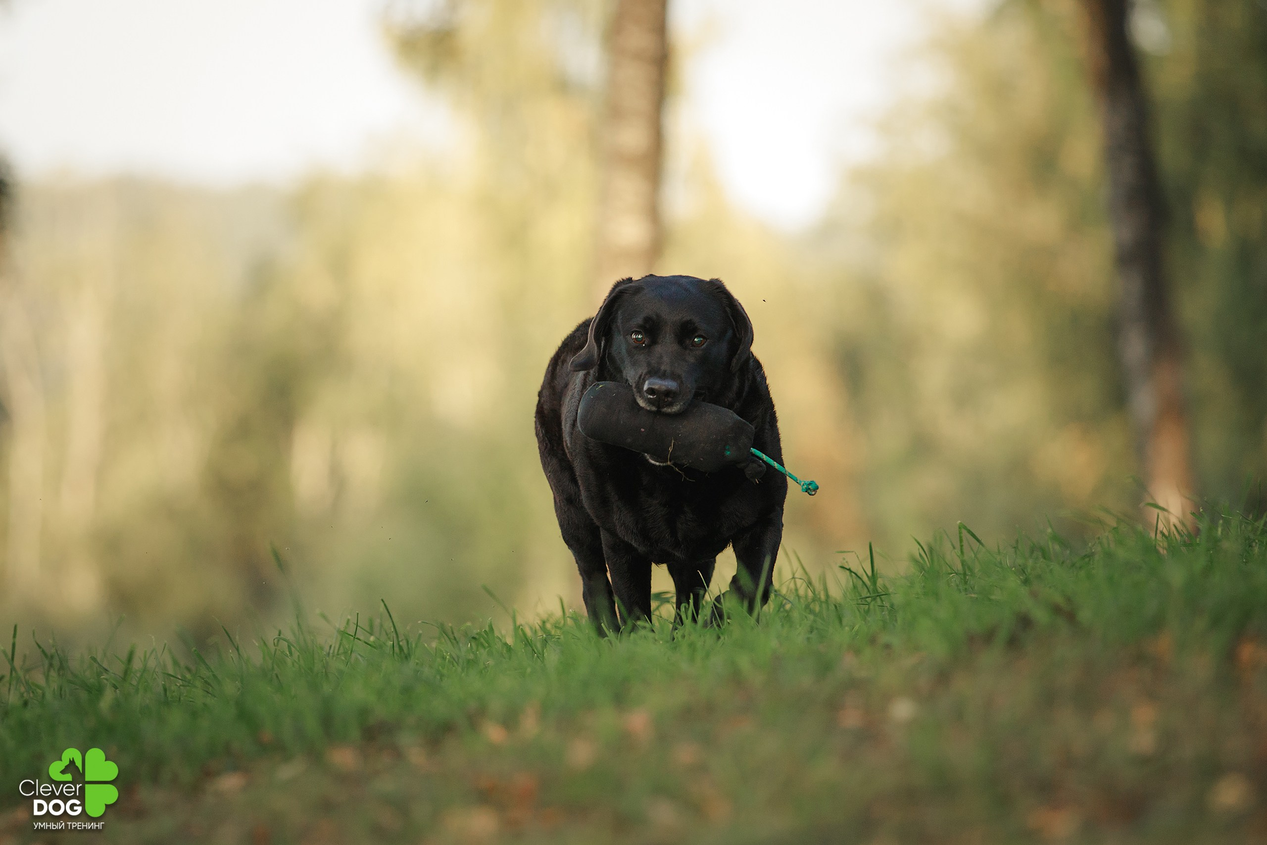 Кинологический лагерь CleverDog, 2024. Фотограф-анималист Mary Mart — Москва, Питер