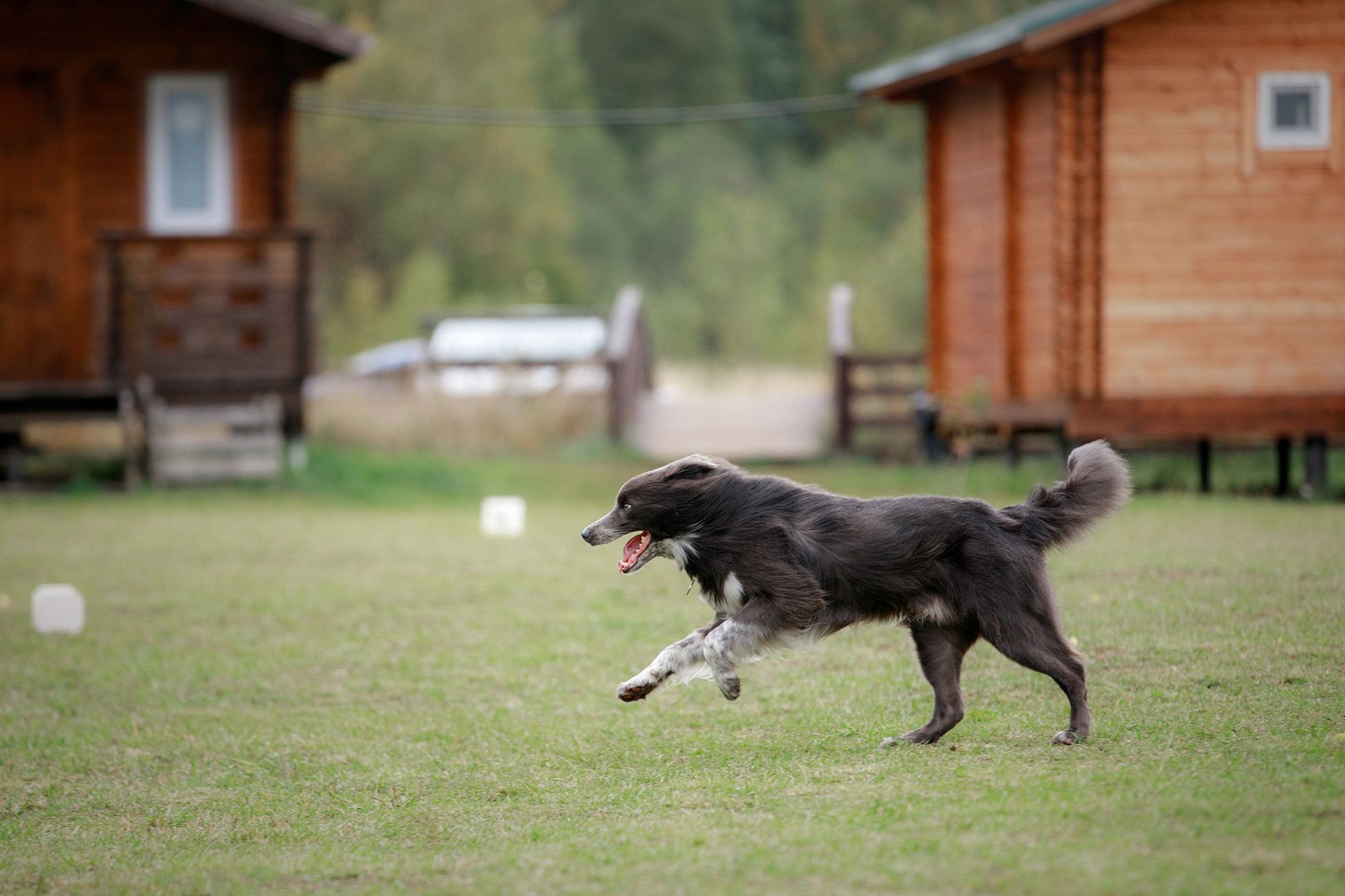 Лагерь по ОБД с Инной Баженовой. Фотограф-анималист Mary Mart — Москва, Питер