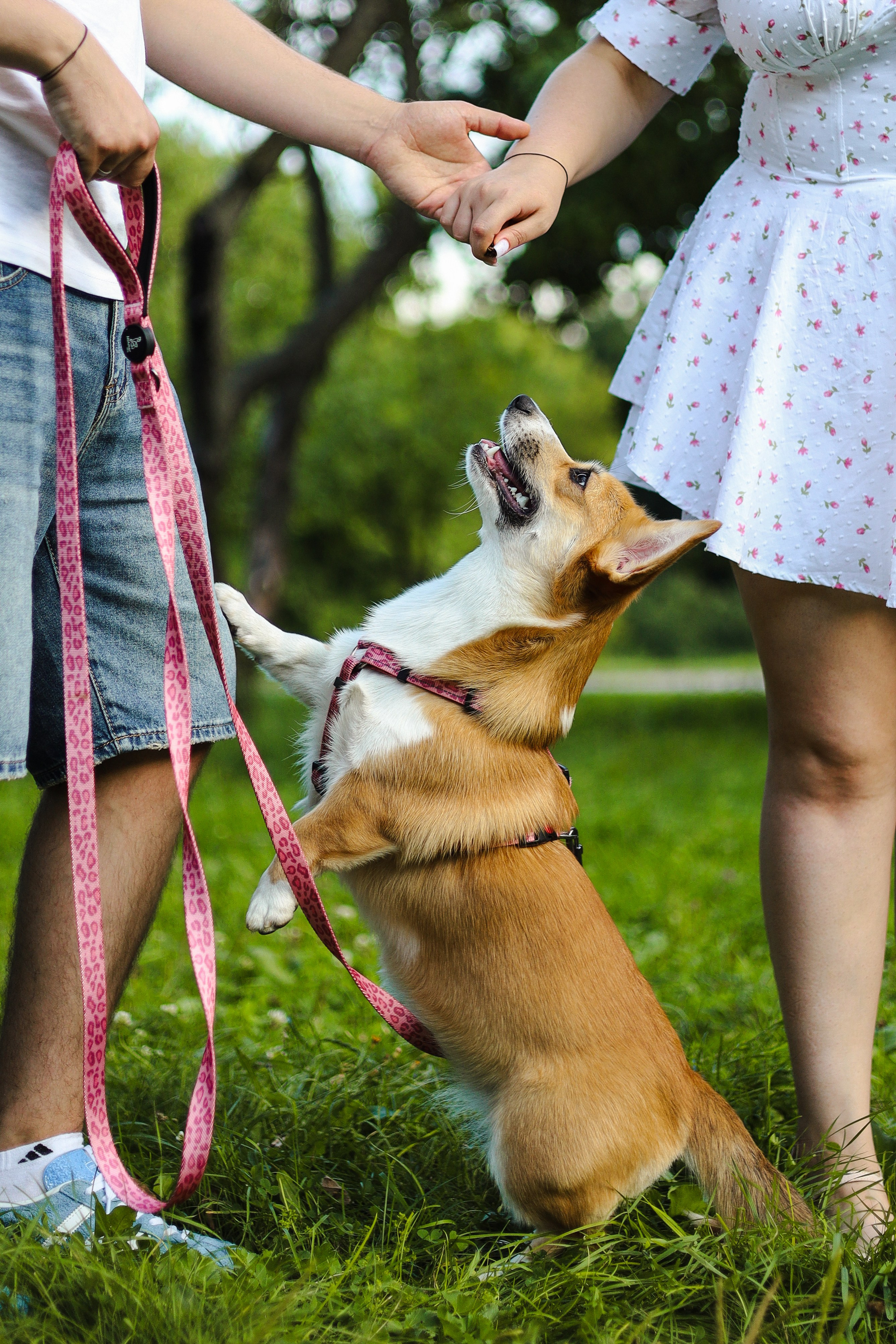 Эмили, Аня и Лёша. Фотограф-анималист Ксения Шевцова|Москва