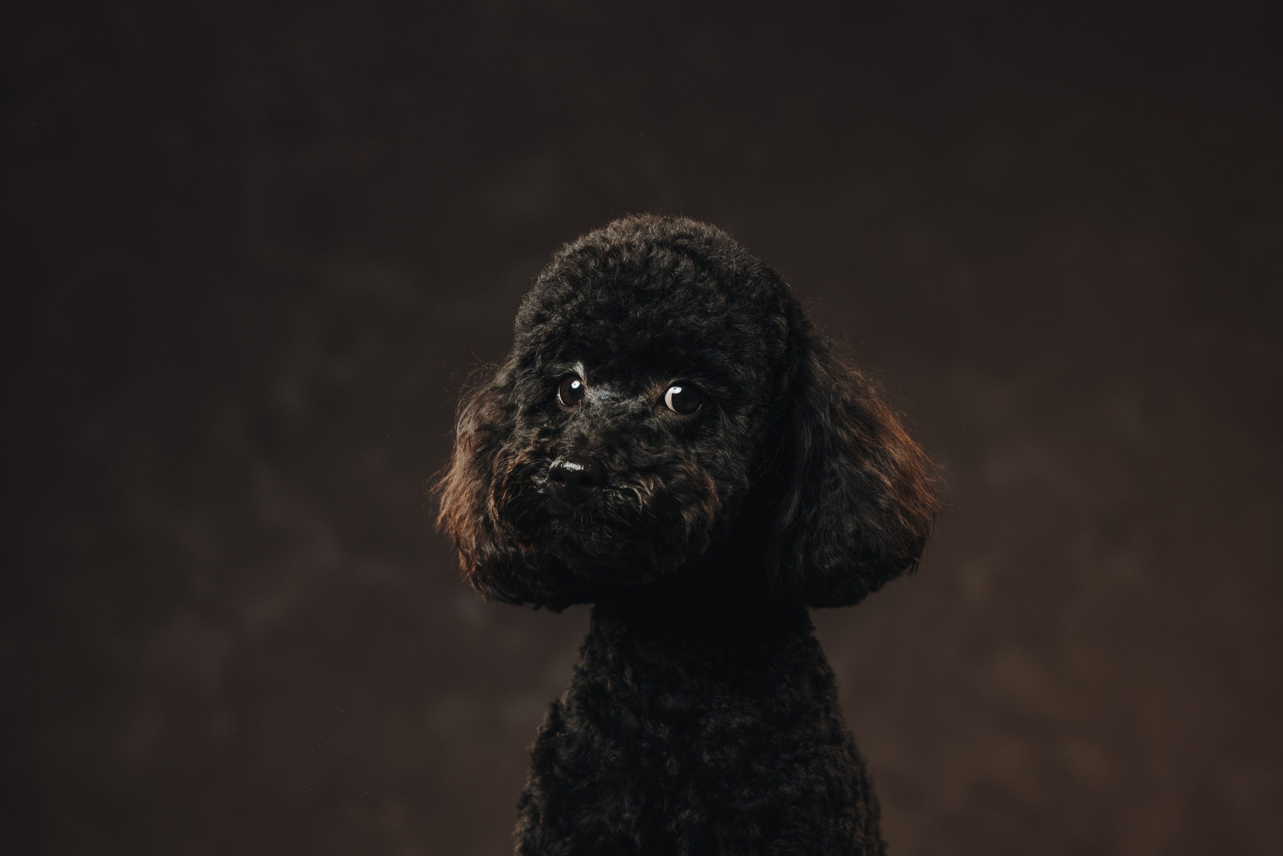 Ярослава и Туча. Фотограф анималист Осипчикова Мария