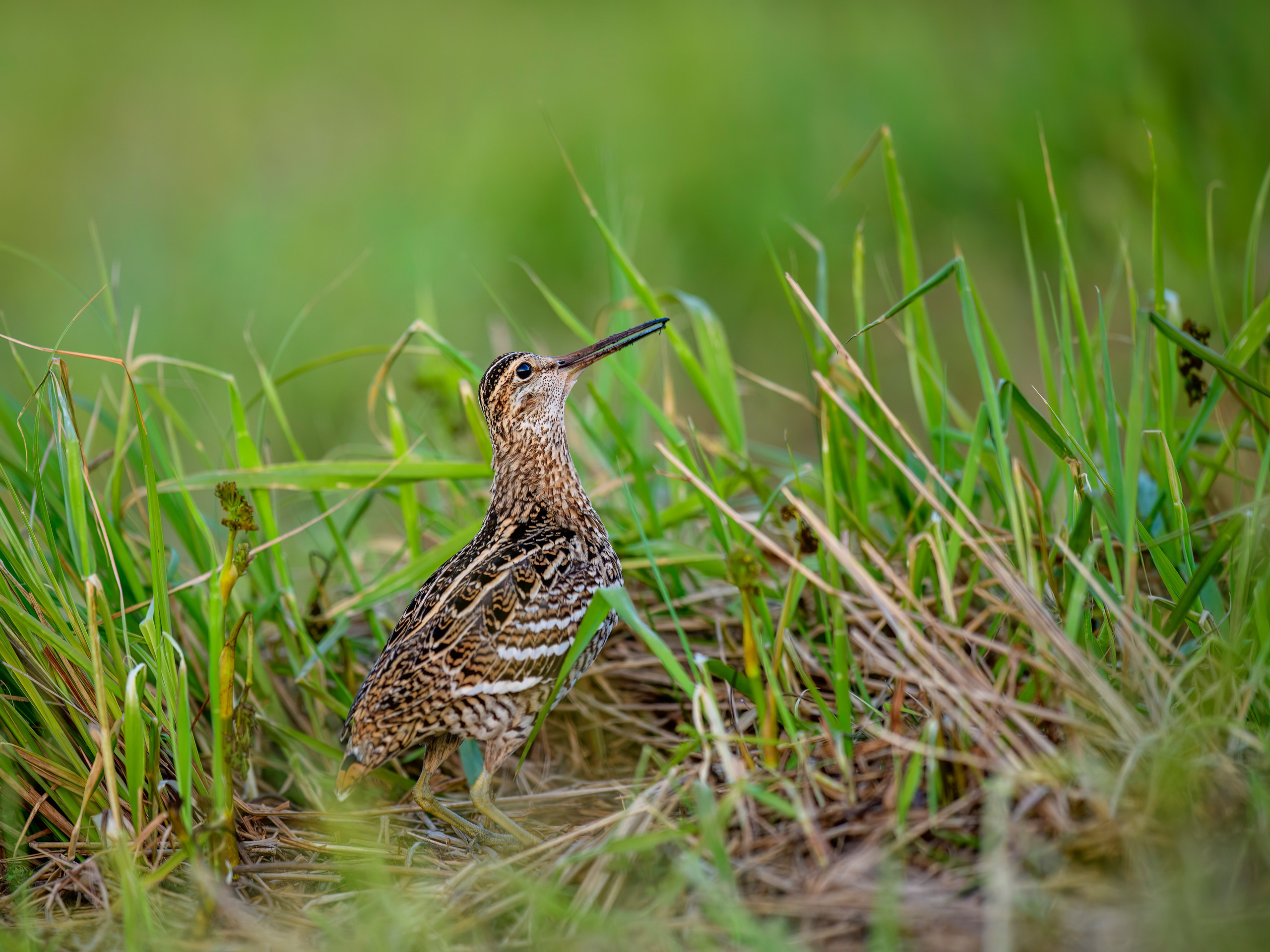 На дупелином току. Фотограф Сергей Пупонин