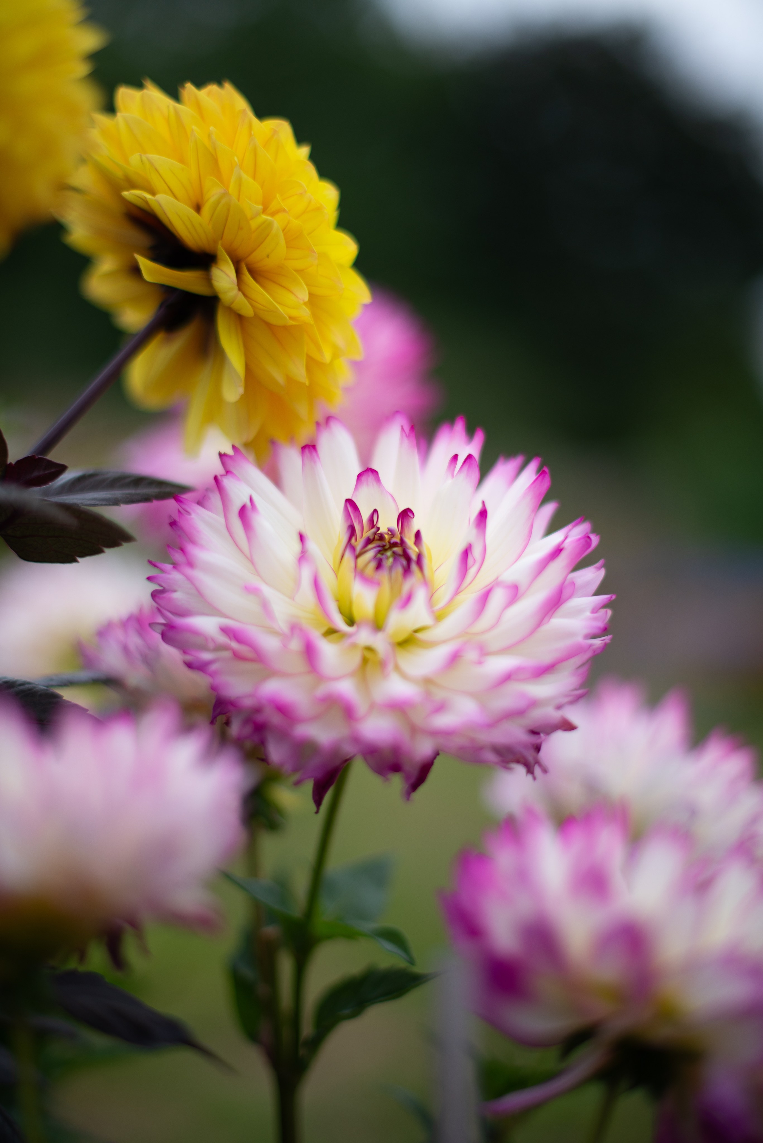 Цветы сада МГУ. Victoria Radjevna Репортажный Фотограф — Видеограф Москва • Санкт-Петербург