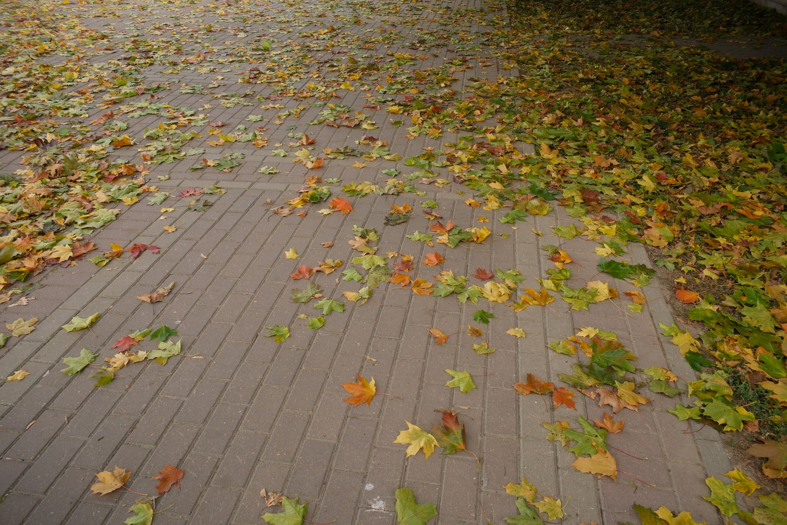 Коломенское 04.10.2025. Улица, люди, жизнь…