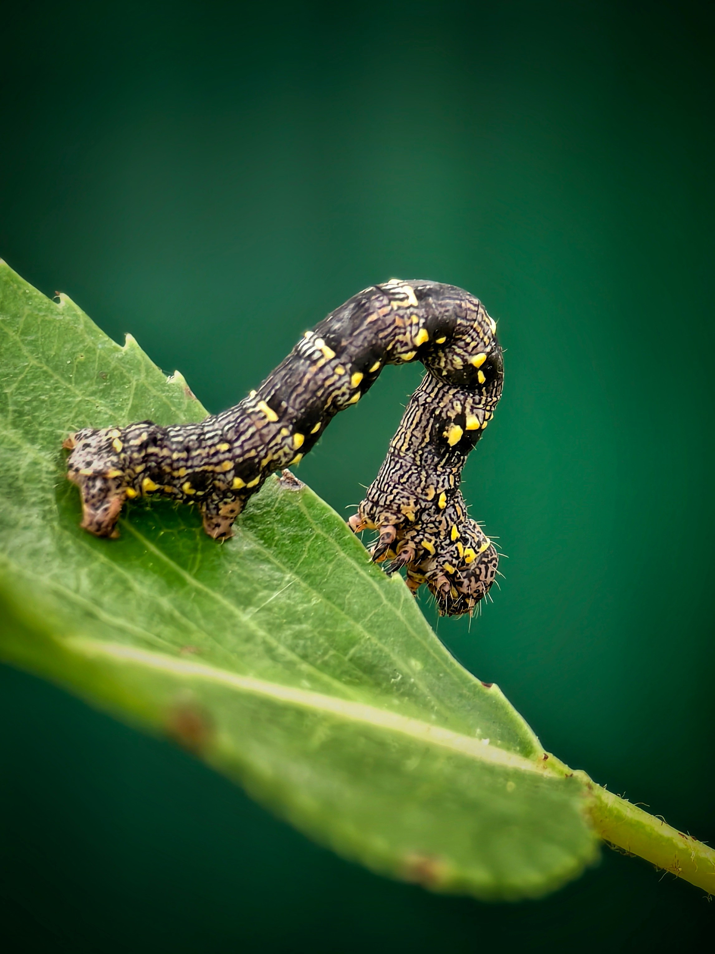 Большое в малом