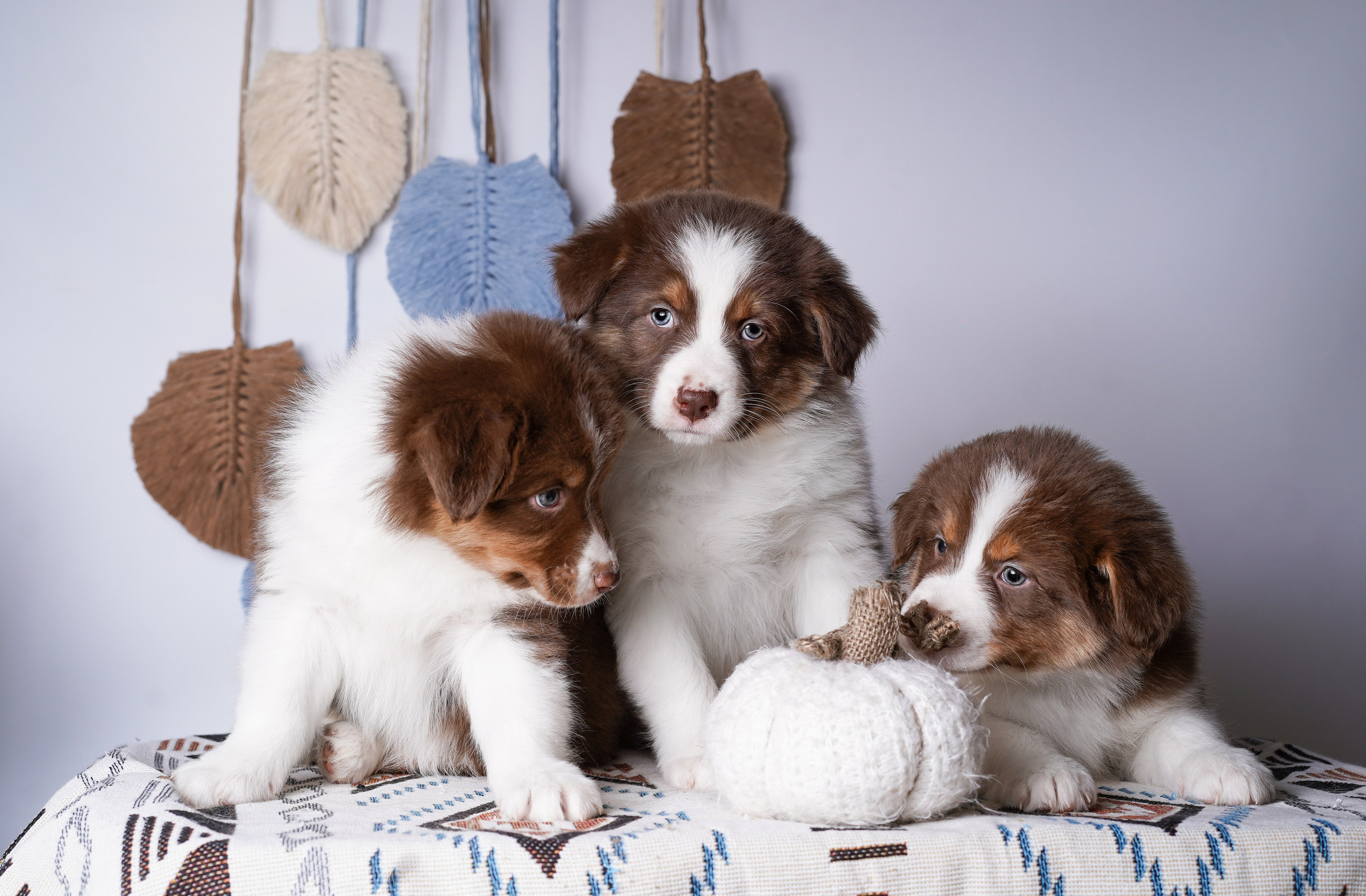 Щенки аусси. Фотограф-анималист в Санкт-Петербурге Яна Мартынова