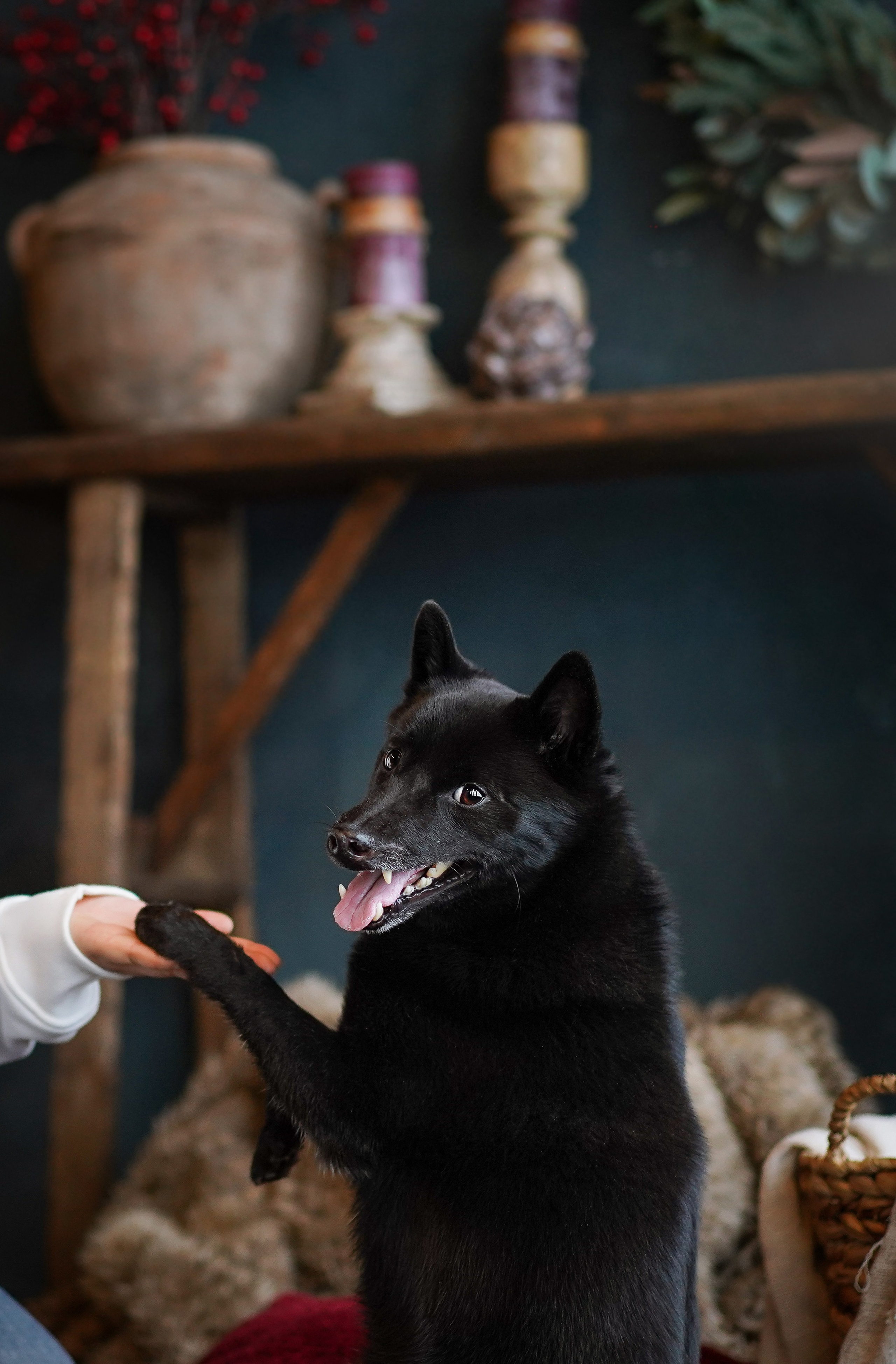 Аня и Арчи. Фотограф-анималист в Санкт-Петербурге Яна Мартынова