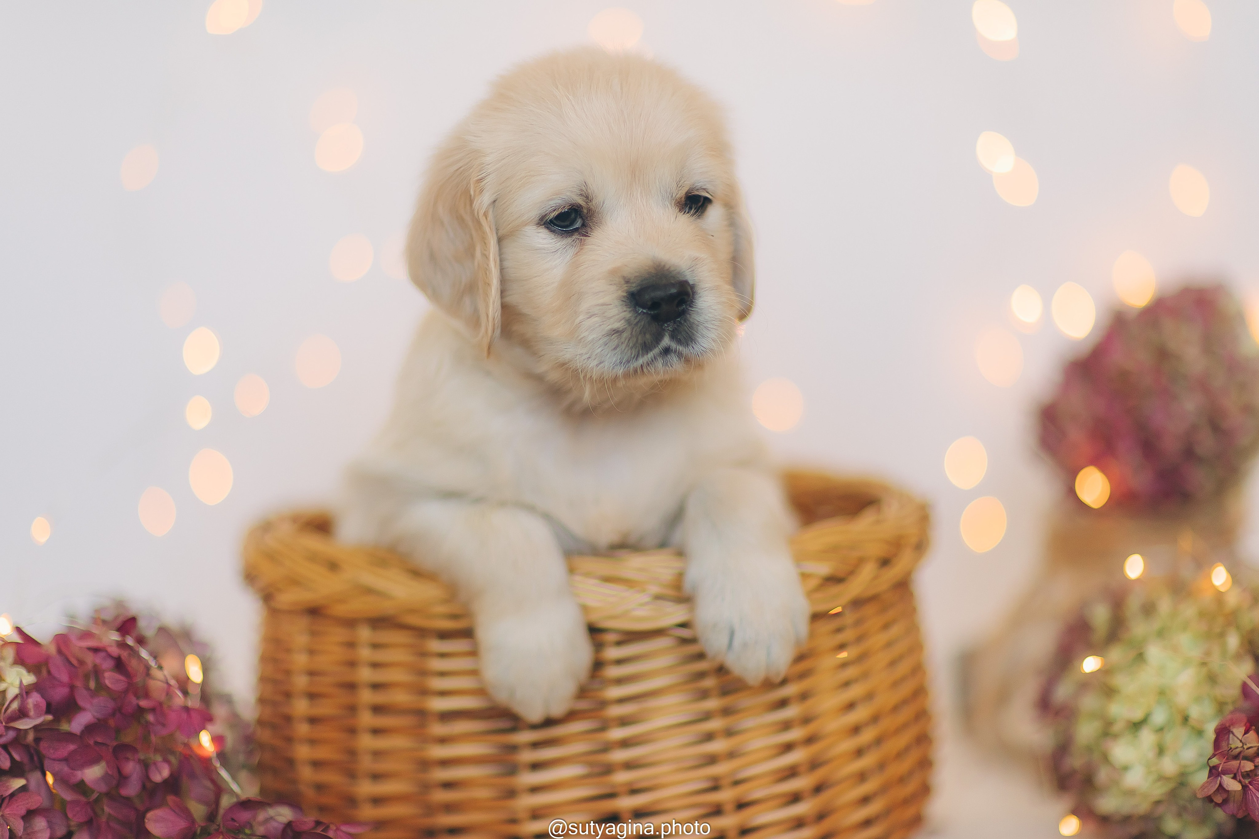 Серая лента. Свадебный и женский фотограф