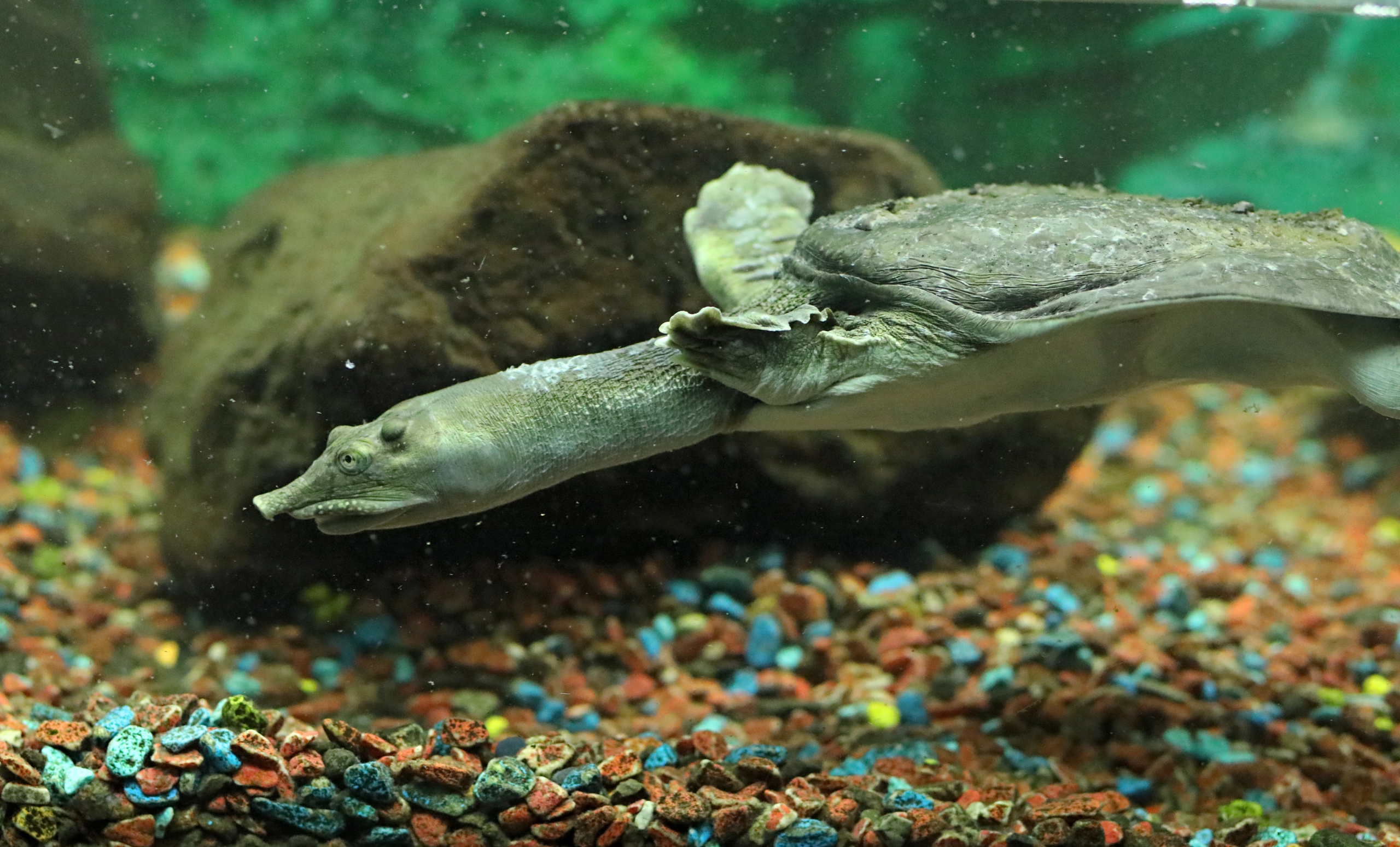 Ростовский зоопарк. Фото-художник и Репортажный фотограф Николаев Александр Алексеевич