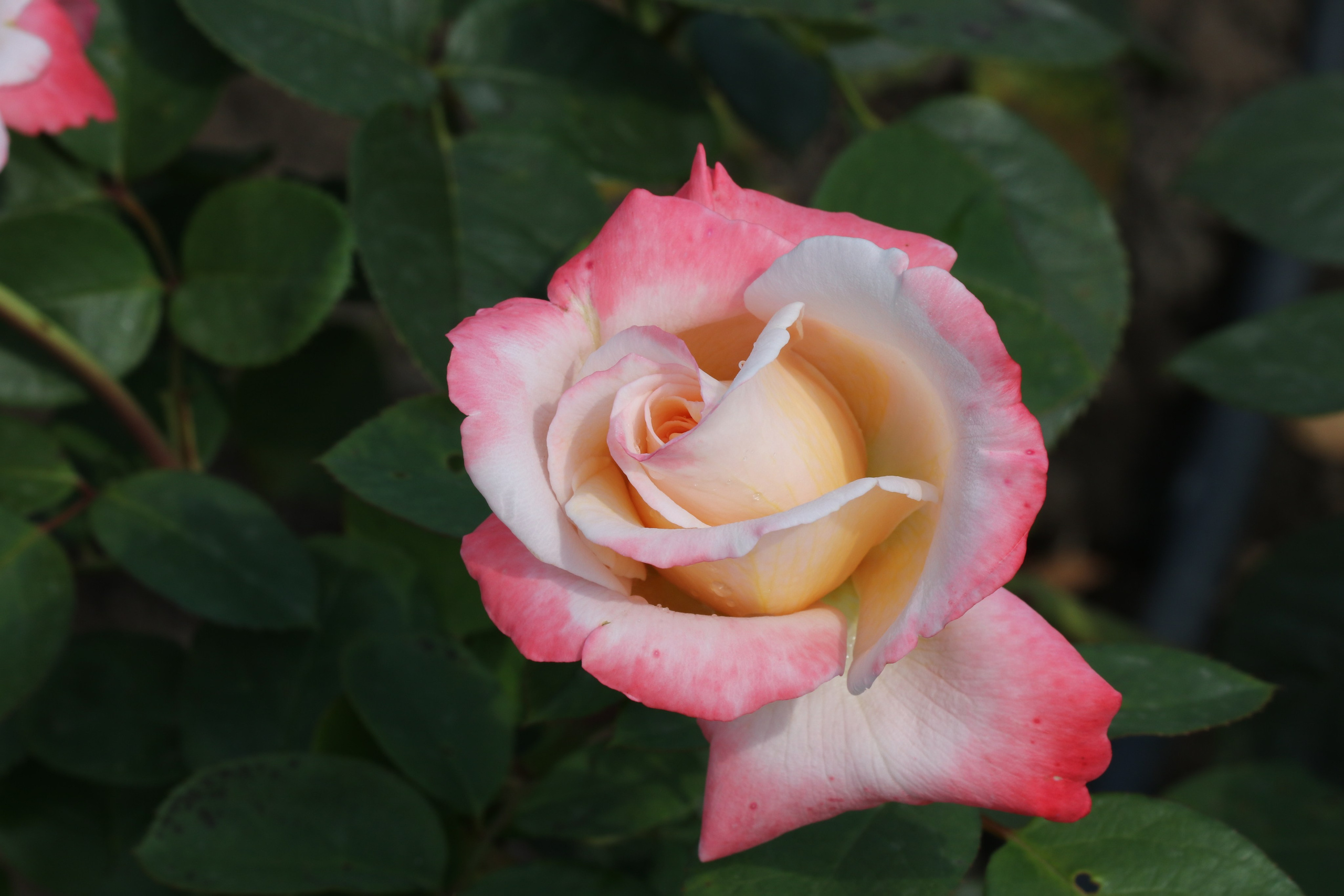 Долина роз в Кисловодске. Фото-художник и Репортажный фотограф Николаев Александр Алексеевич