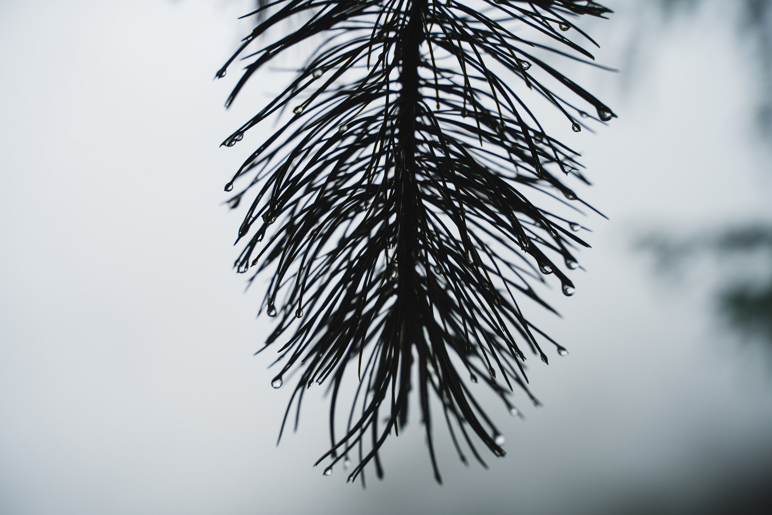 Алтай. Шавлинские озера. Фотограф в поход и восхождение на Эльбрус Игорь Косарев