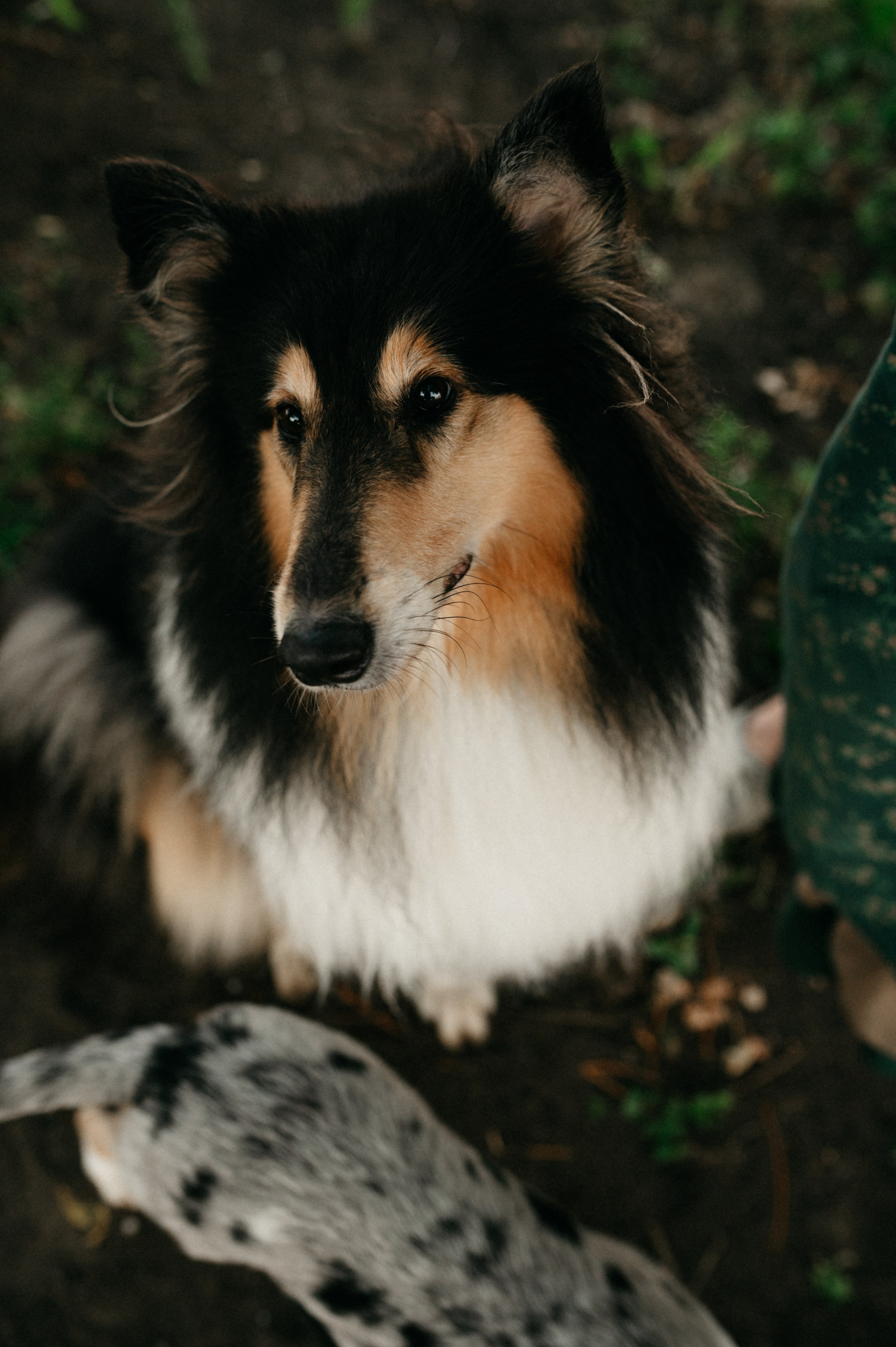 Таня и её пушистые друзья. Фотограф анималист в Москве Ольга Агушева