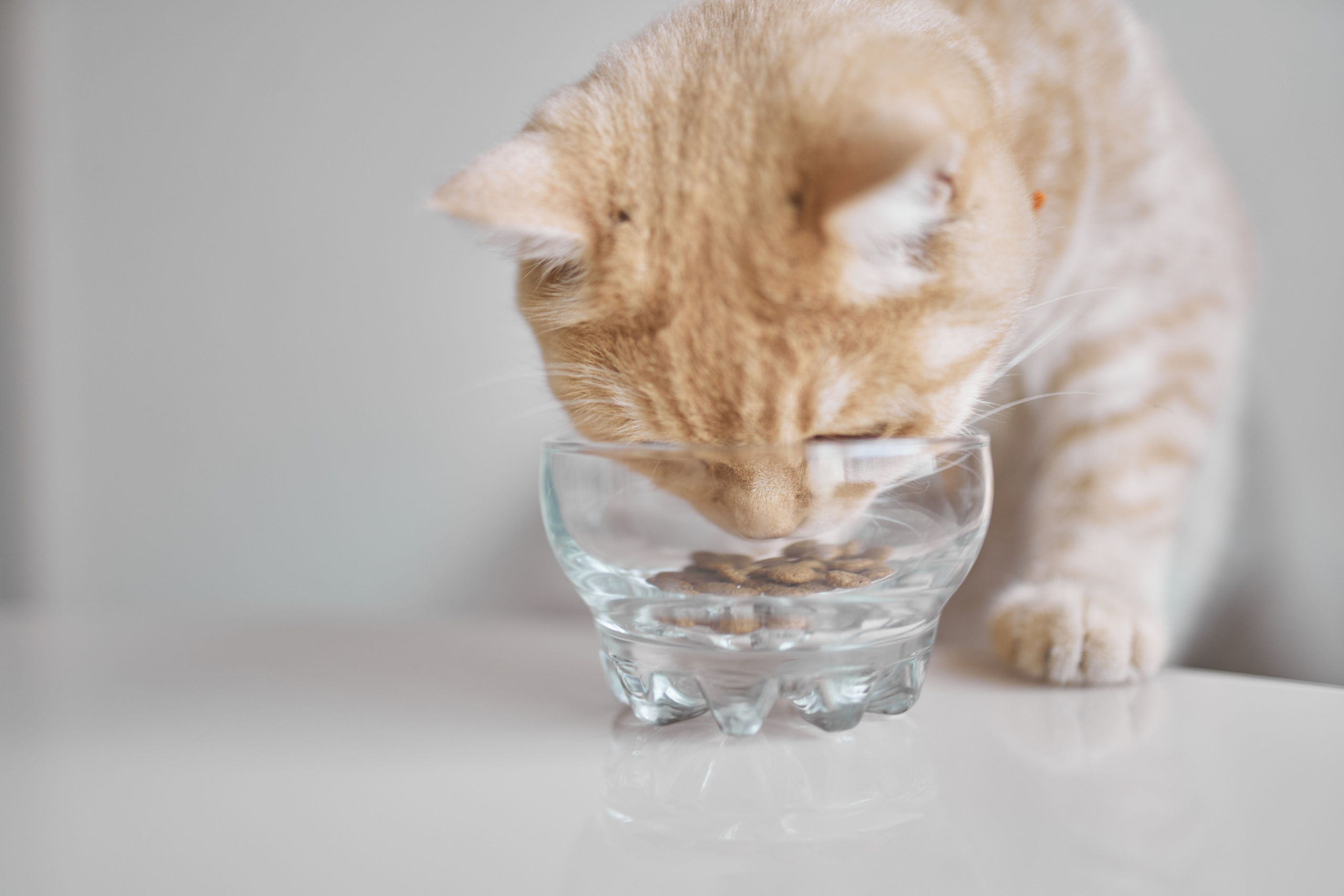 Фотосессия кота. Мужская фотосессия в СПб|Ирина Курманаева