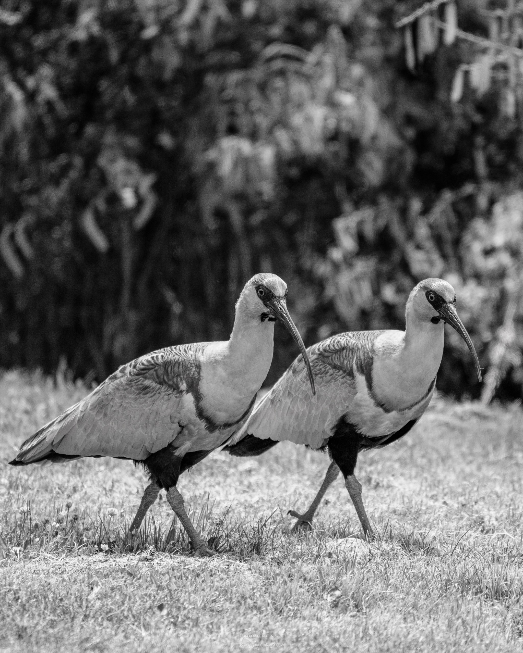 Чёрно-белые птицы. Авторские стильные фотокартины