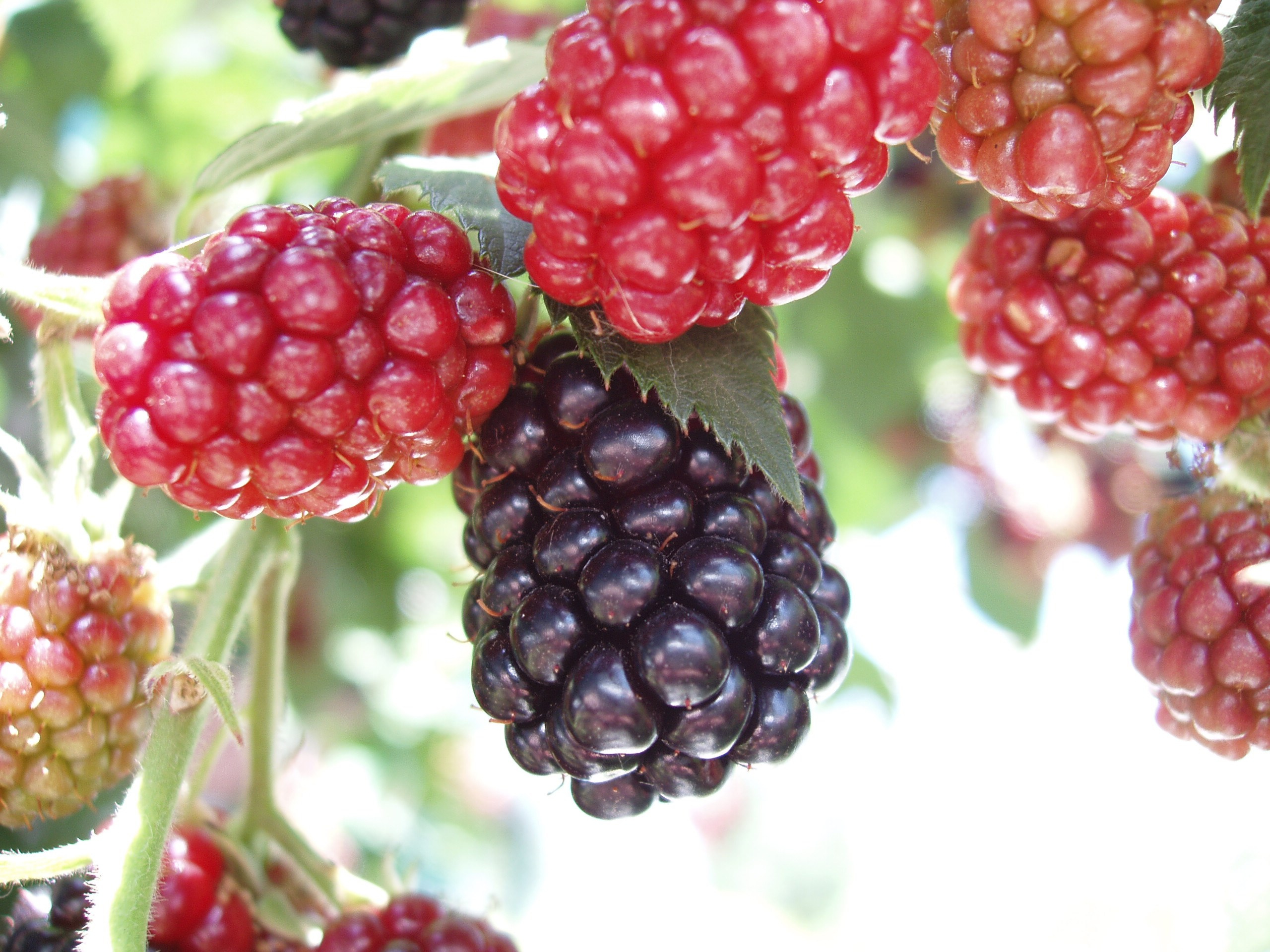 Отпуск 20.07-17.08. Семейный, Свадебный фотограф СПБ Питер— Романова Екатерина