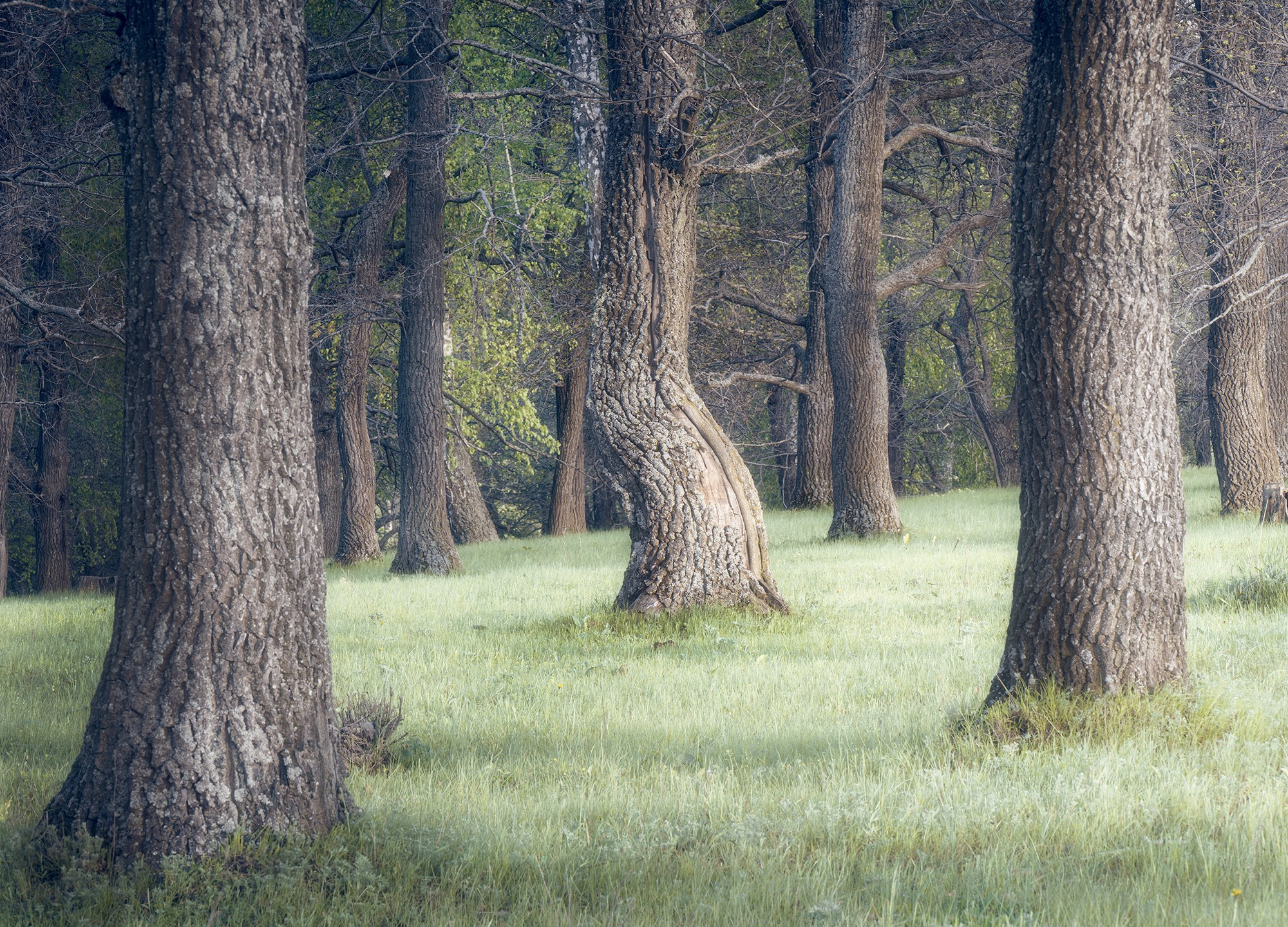 Лето, лес, деревья…. Пейзажный фотограф Руслан Лукманов