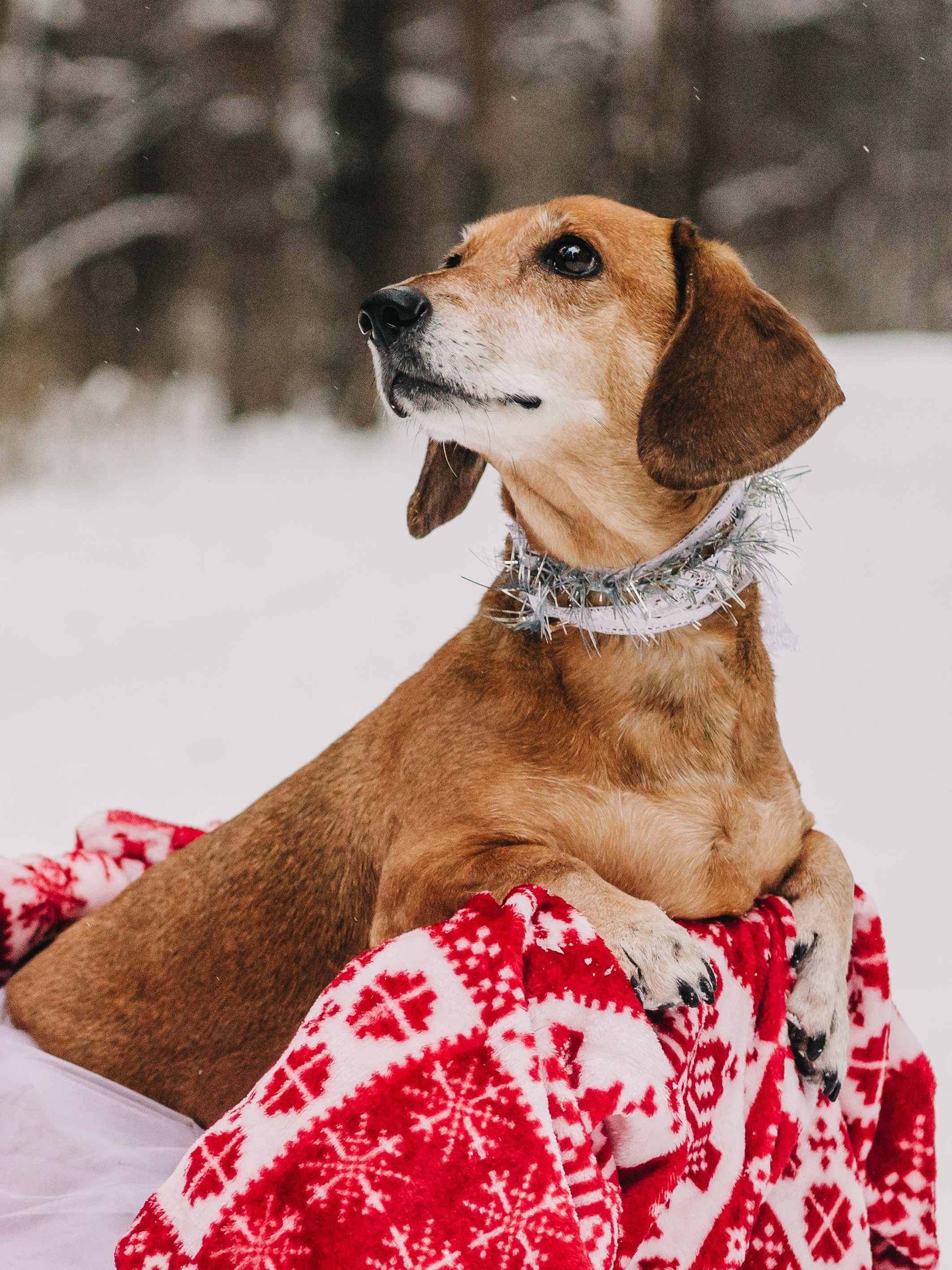 Life with dog. Saamill