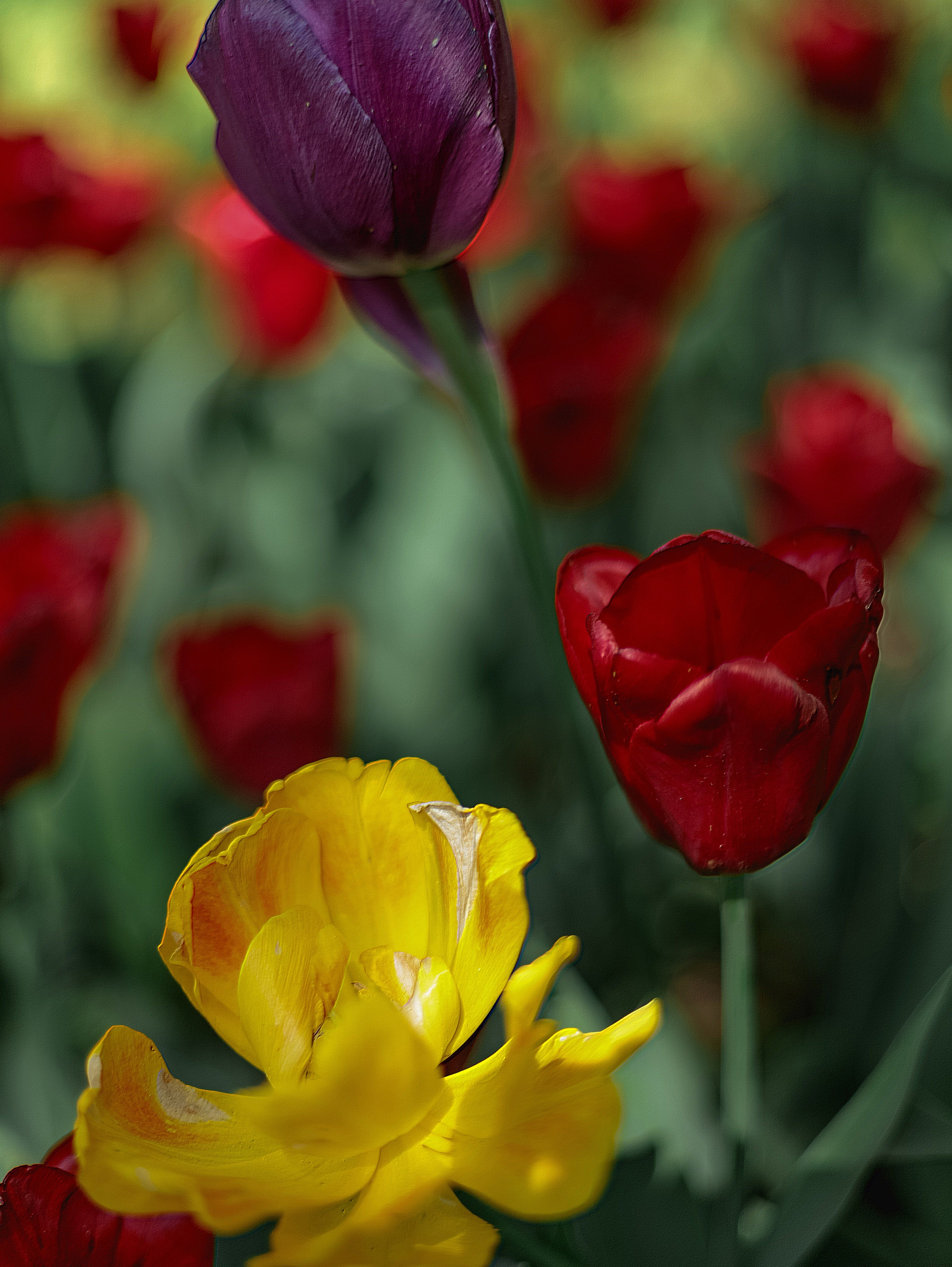 Природа &. Фотохудожник в СПб