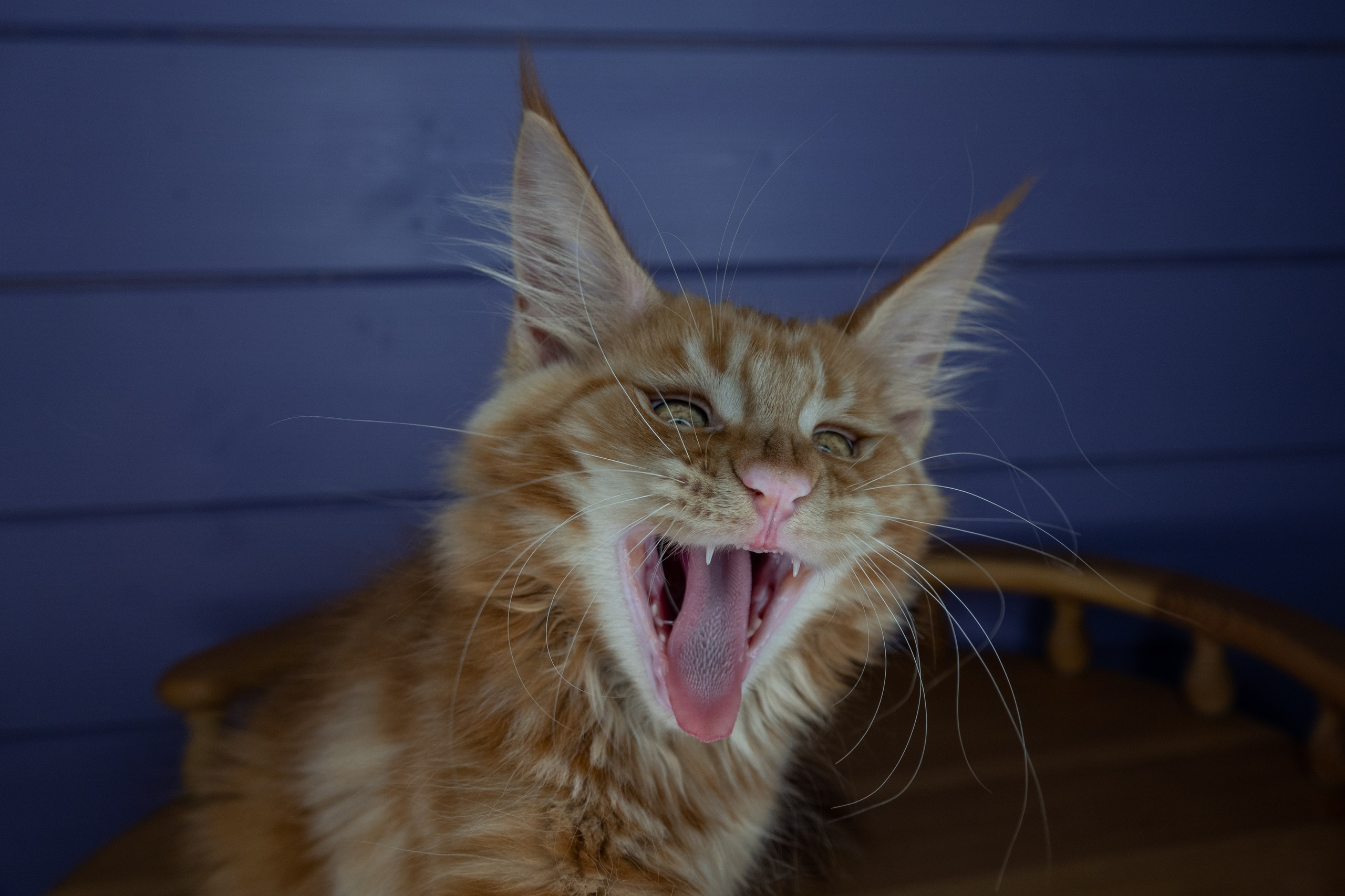 Мейн Куны. Фотограф-анималист в Москве Юлия Лайхо