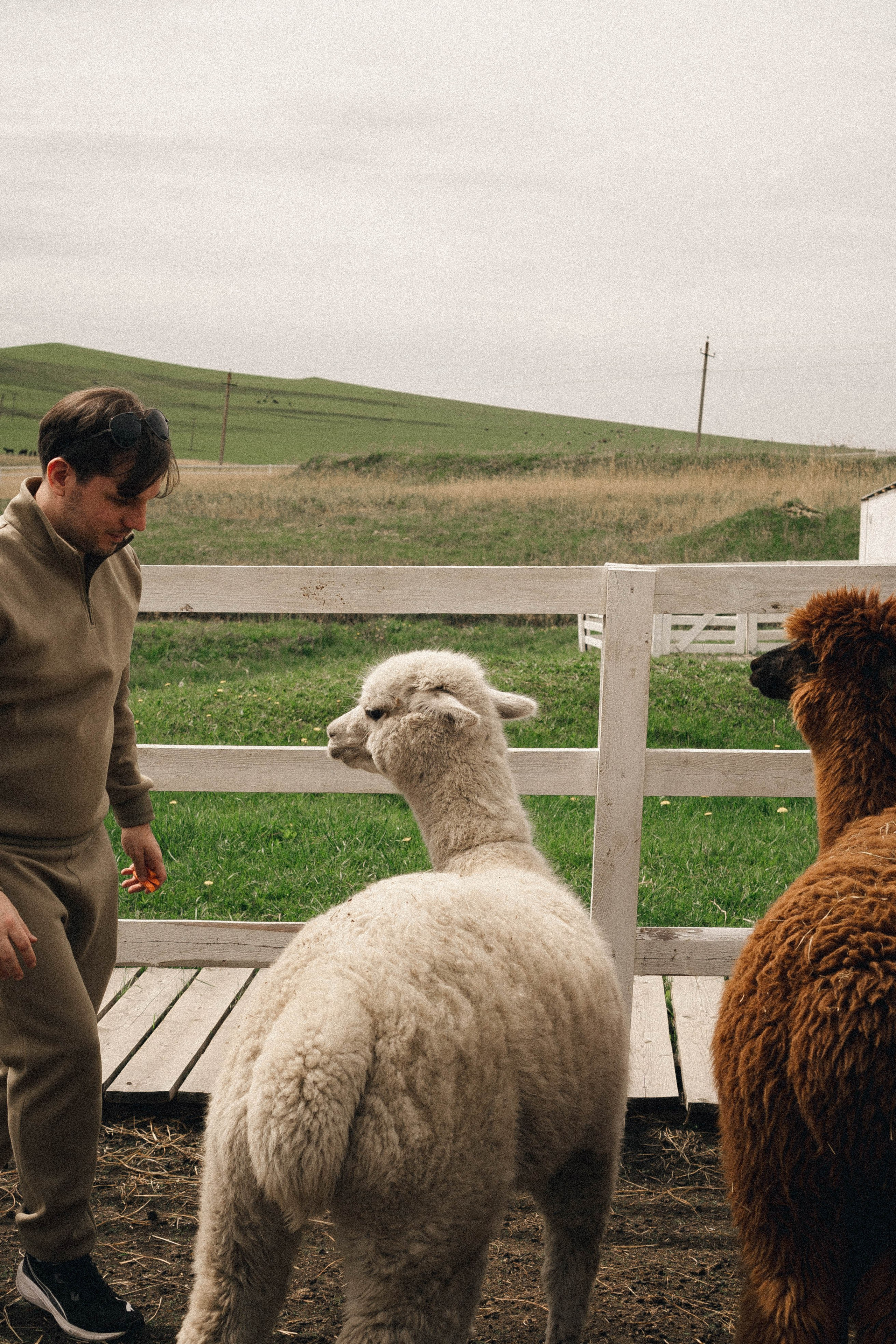Ферма Альпак. Профессиональный фотограф, Санкт-Петербург — Виктория Богомолова