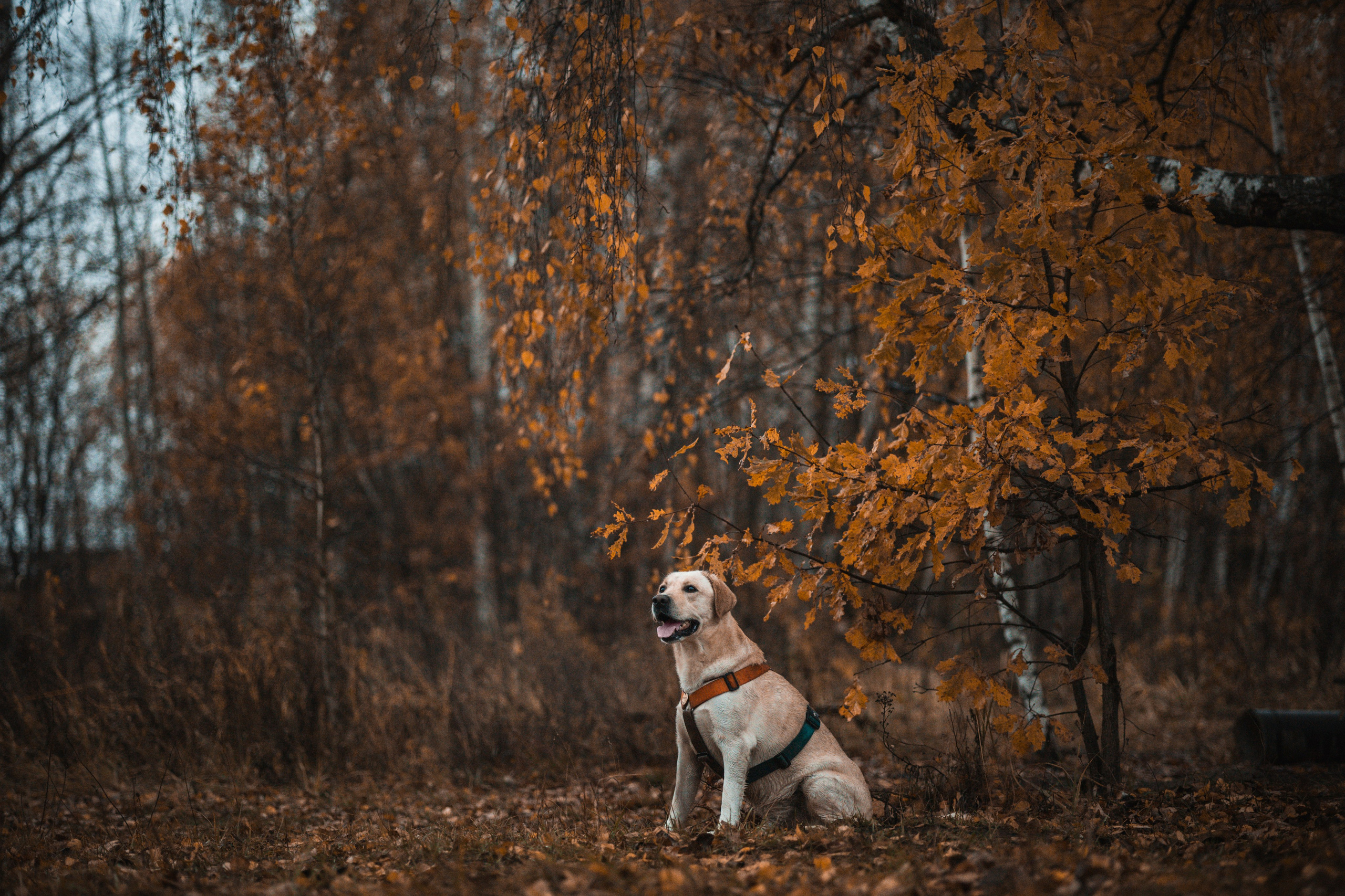 Съемка с собакой. Анастасия Белаш