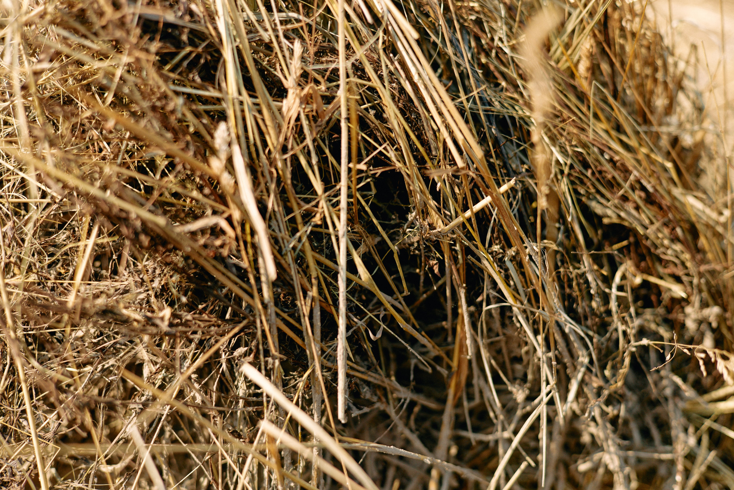 Бутик-отель Поле летом. Профессиональный Фотограф во Владимире, в Москве и в Суздале — Полина Романычева