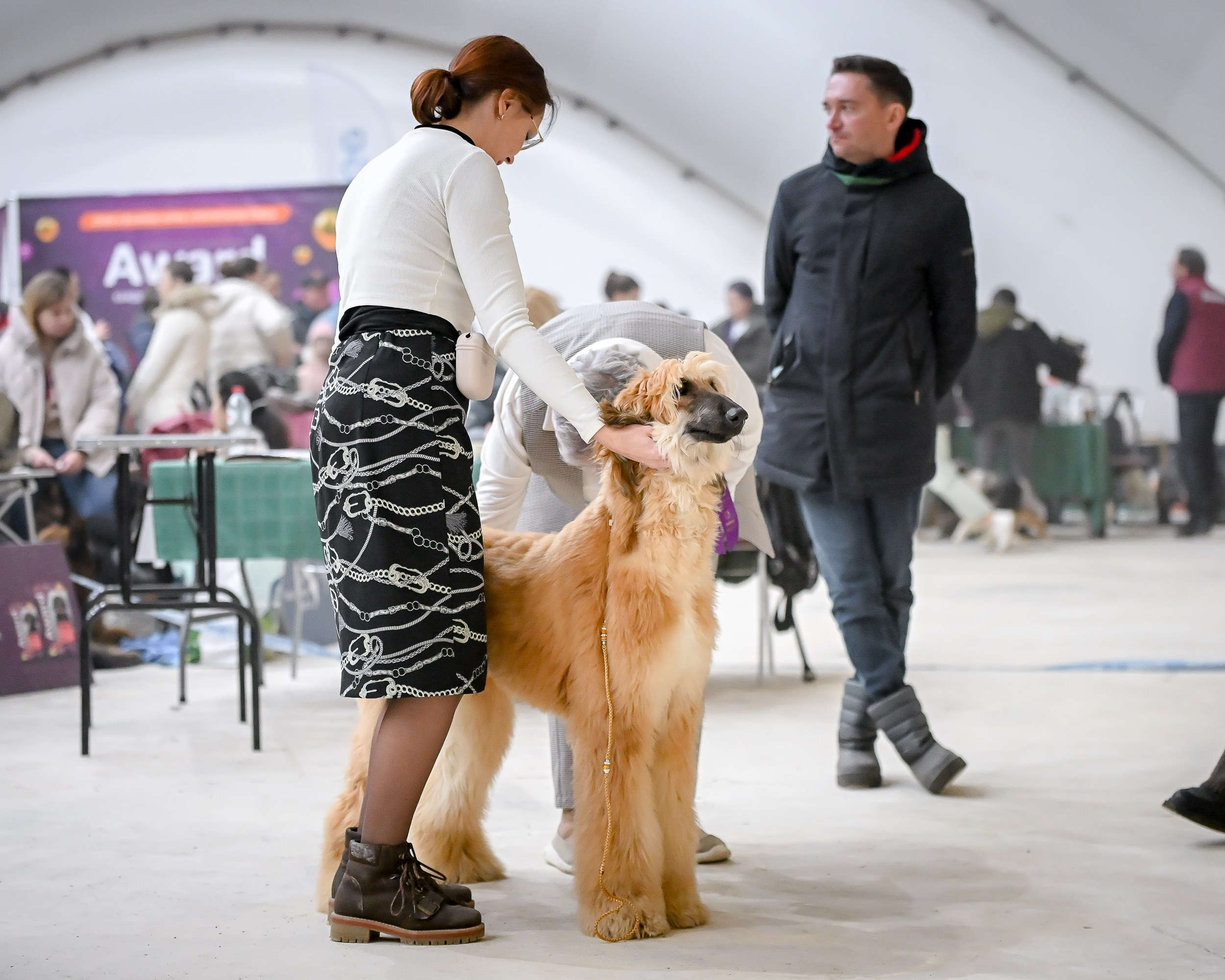 18.02.25 Содружество и Сириус. Галерея фотографий афганской борзой