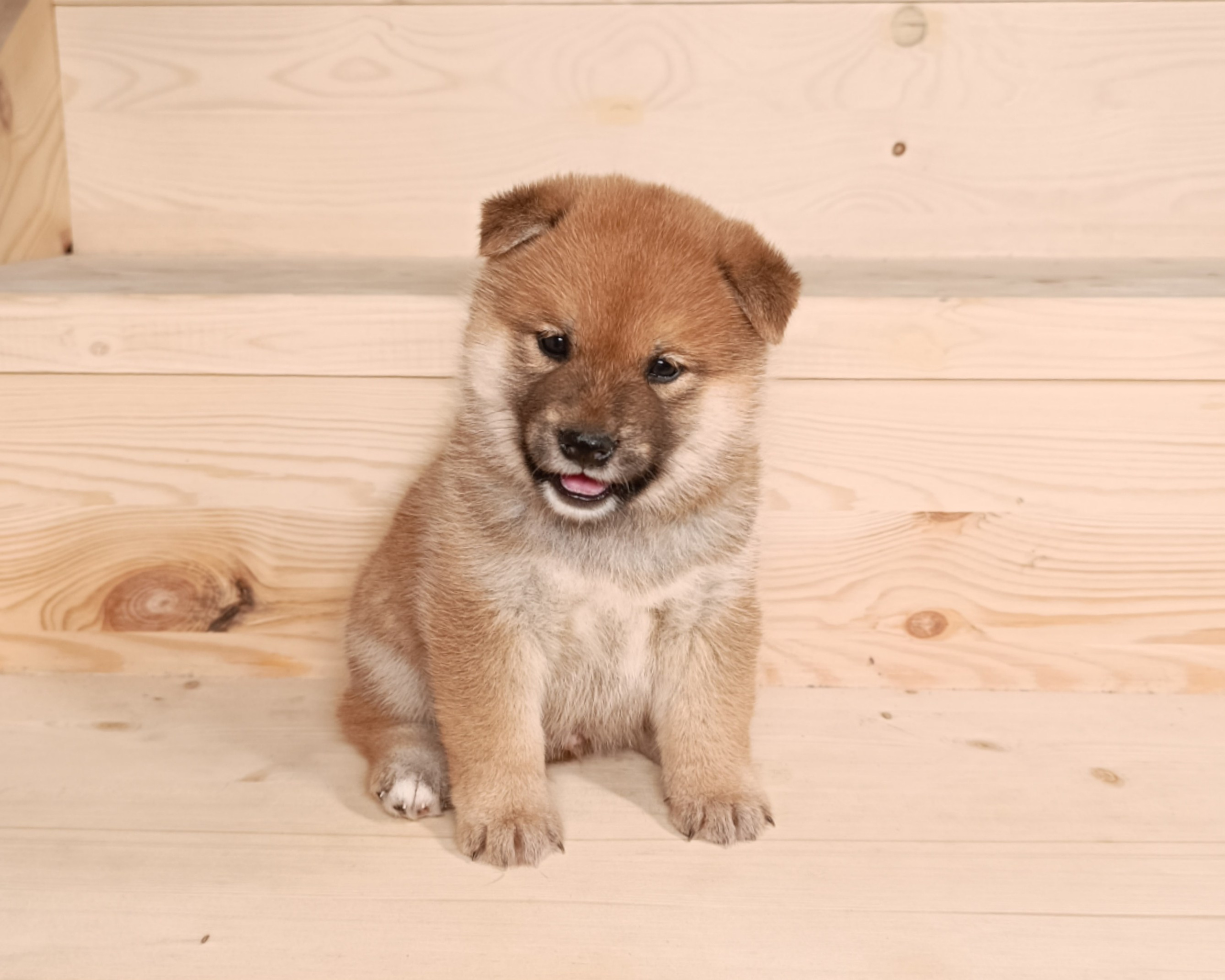 Сиба Rubylight Everest питомник Рубилайт 