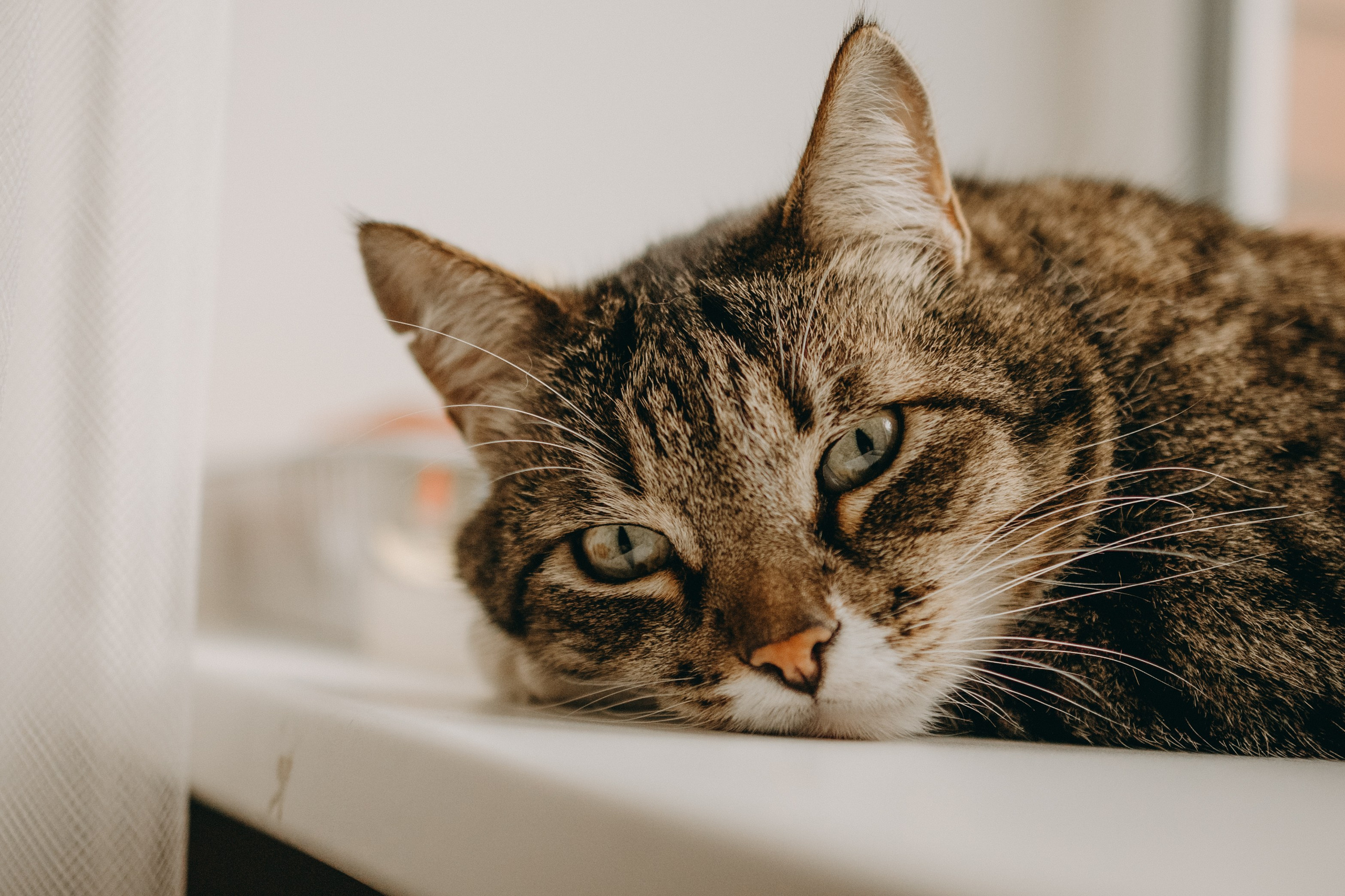 Софа и ее хвостики. Фотограф — Анималист | Санкт-Петербург