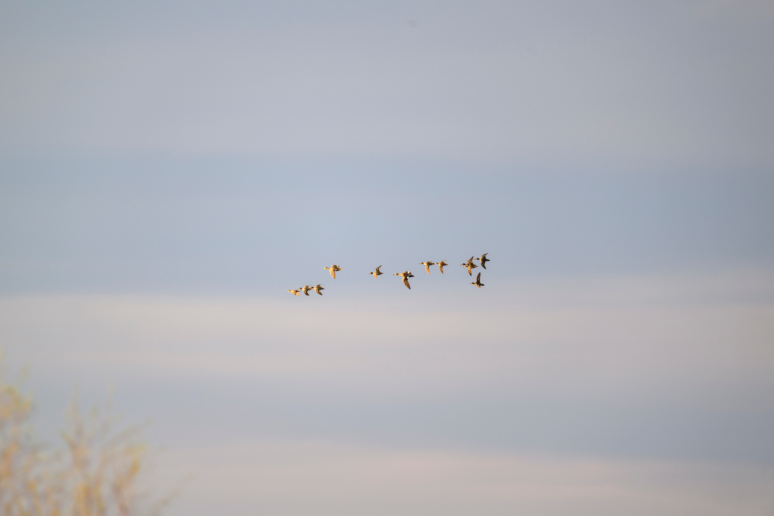 Дуплет скопы. Wildlife photography by Sergey Puponin