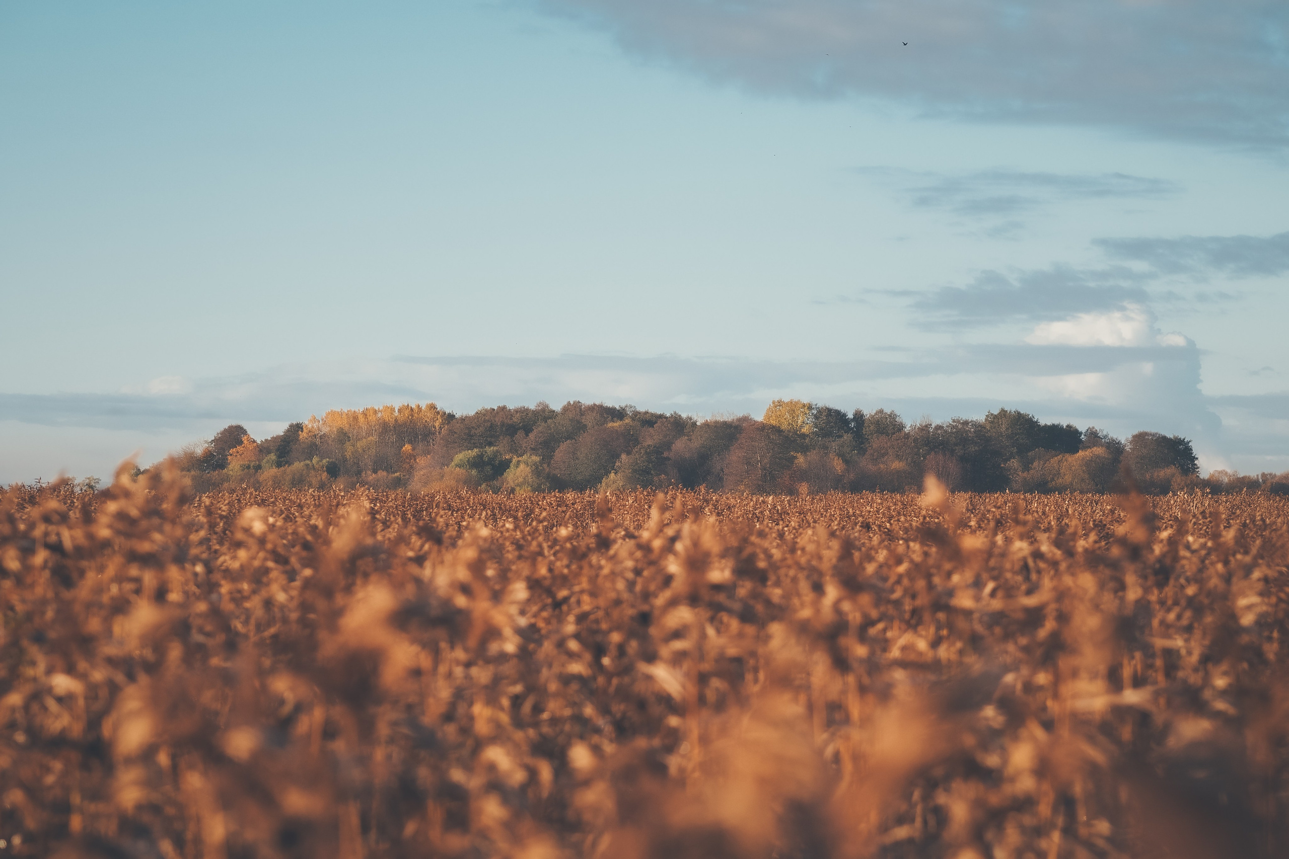 Сестрорецк. Свадебный фотограф Копков Геннадий